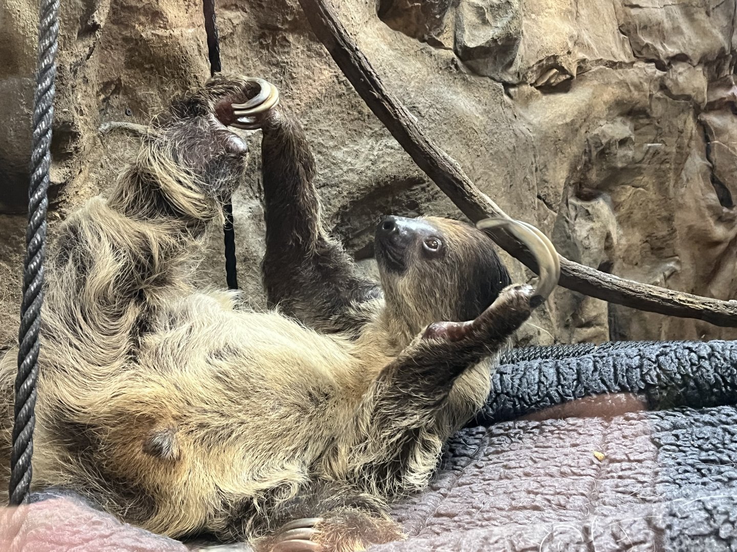 Hoffman’s Two Toed Sloth