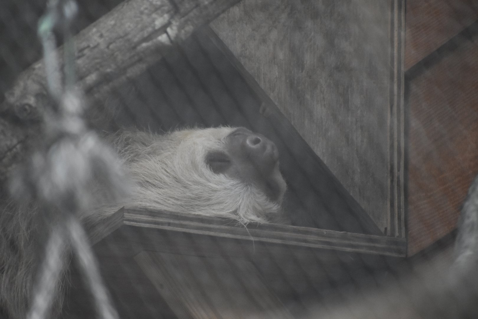 Hoffman's Two Toed Sloth