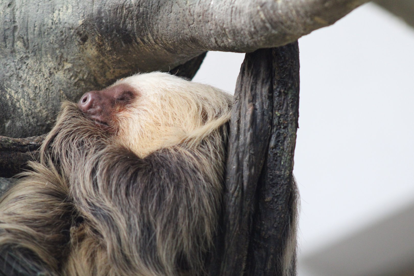 Hoffman's two-toed sloth