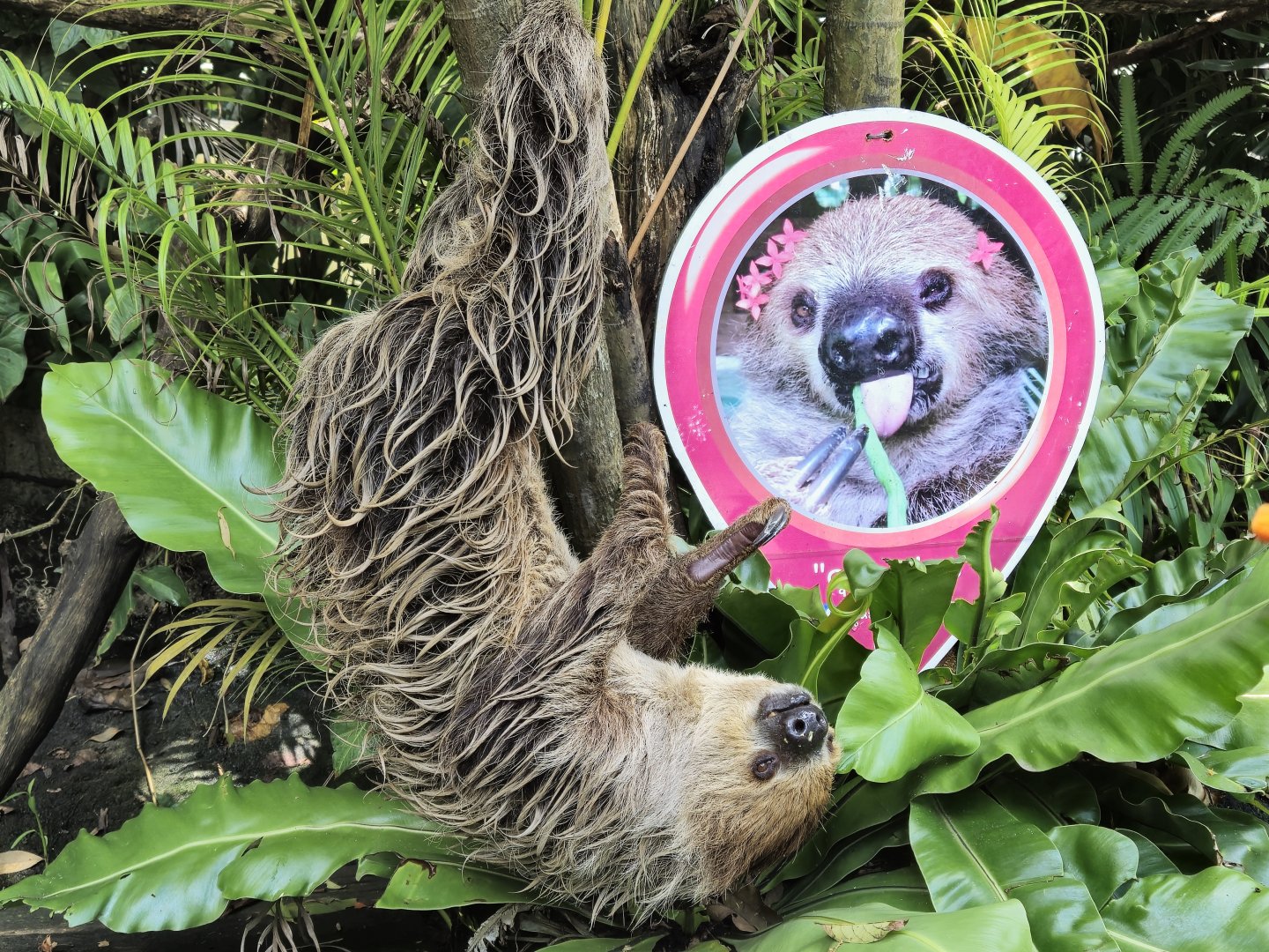 Hoffman's Two-toed Sloth