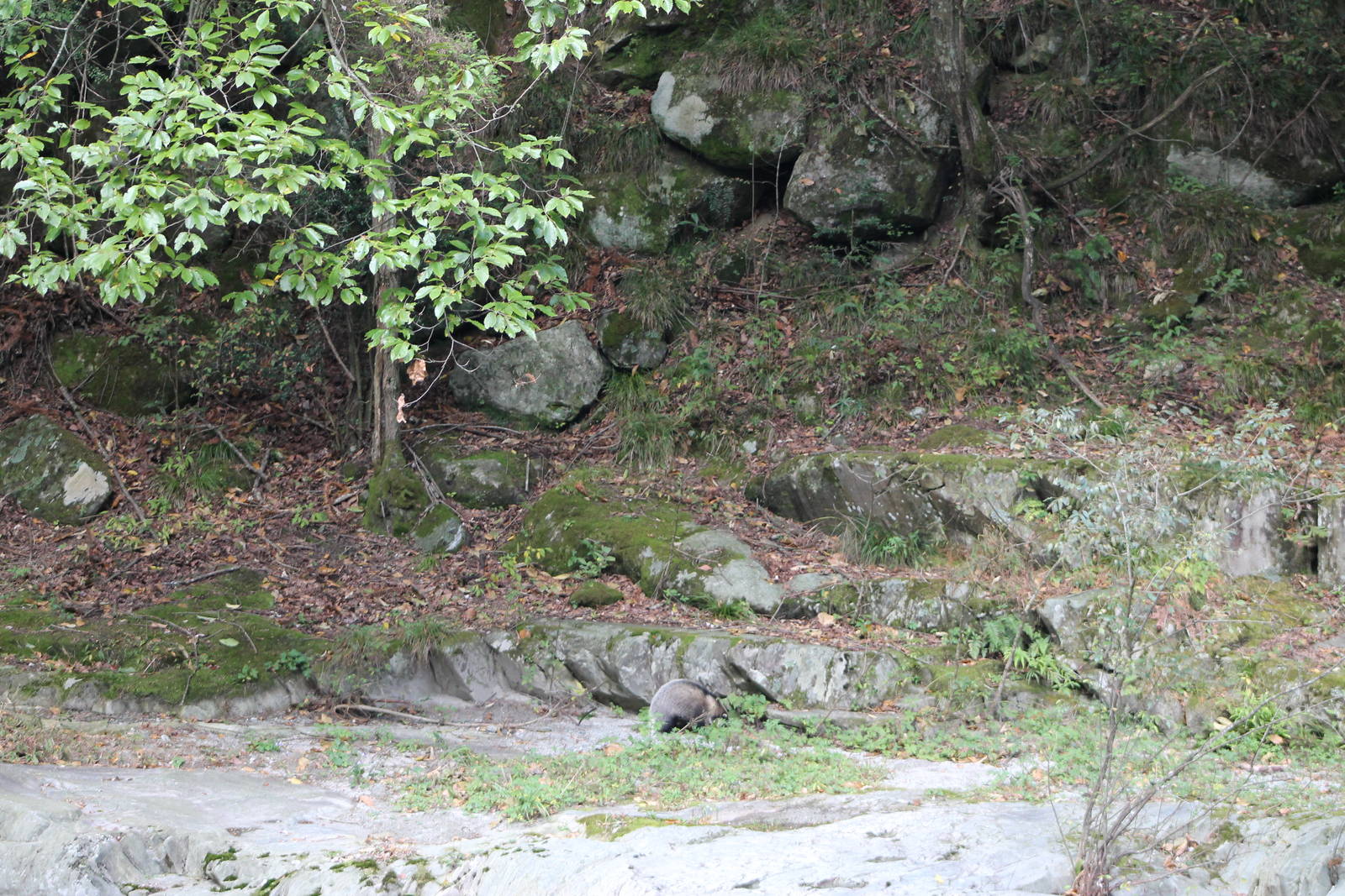 Hog badger (Arctonyx collaris), long range