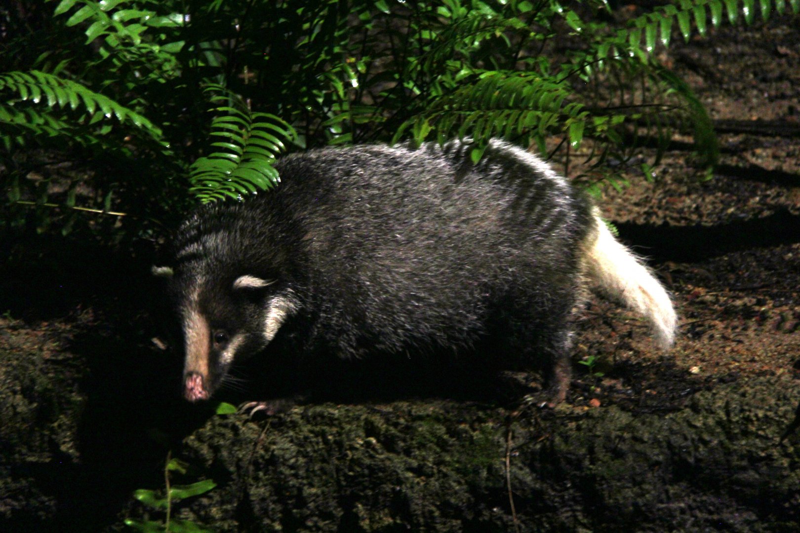 hog badger (Arctonyx collaris) ssp ID?