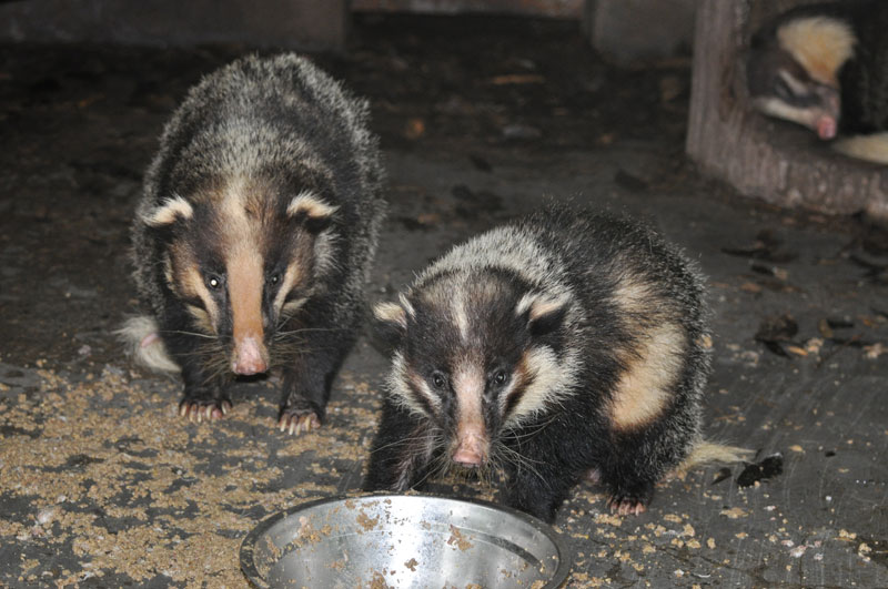 Hog badger/ Arctonyx collaris