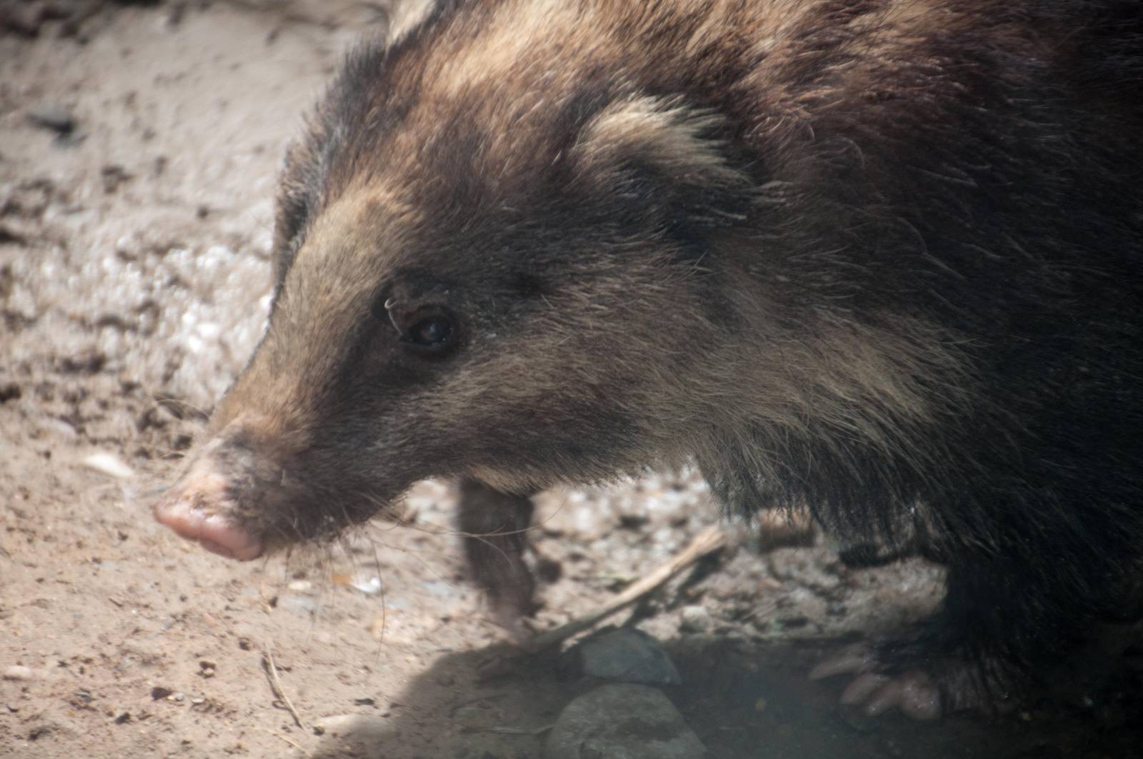 Hog Badger - Arctonyx collaris