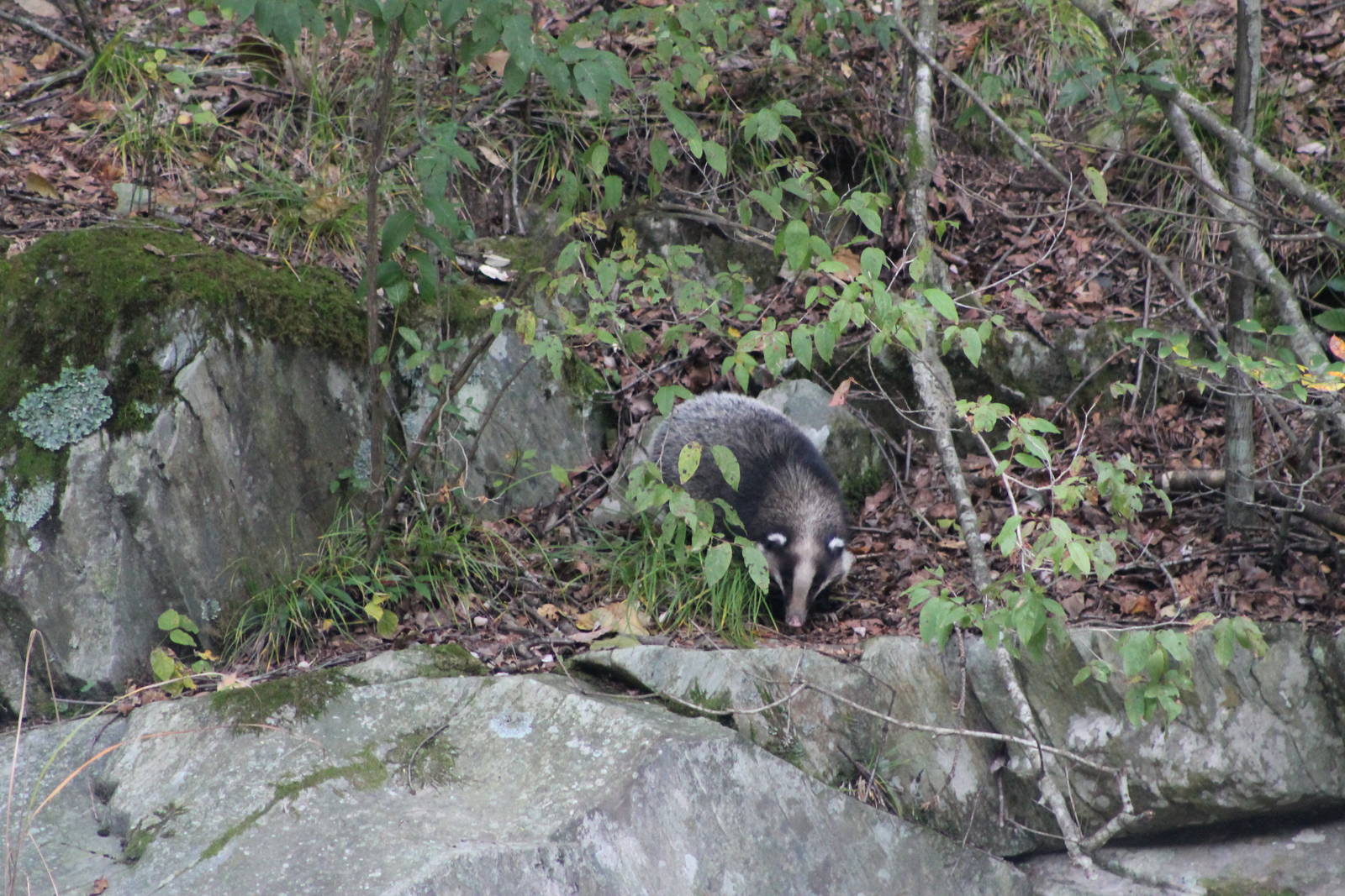 Hog badger (Arctonyx collaris)