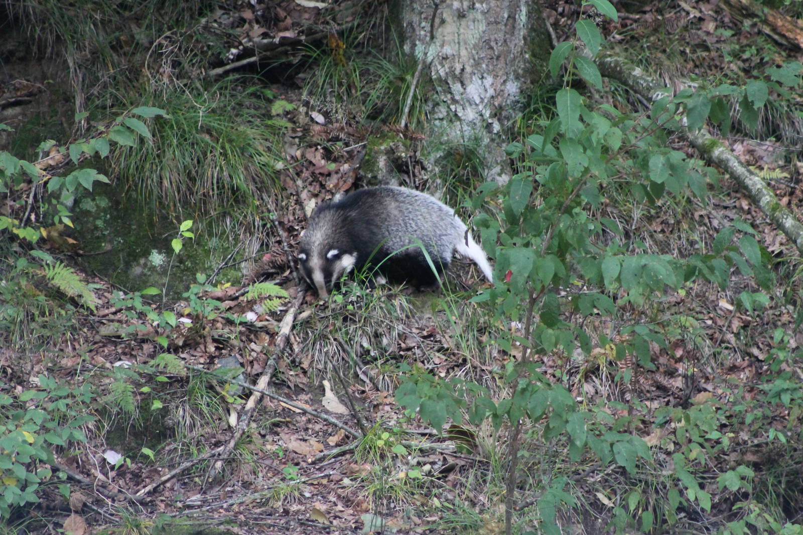 Hog badger (Arctonyx collaris)