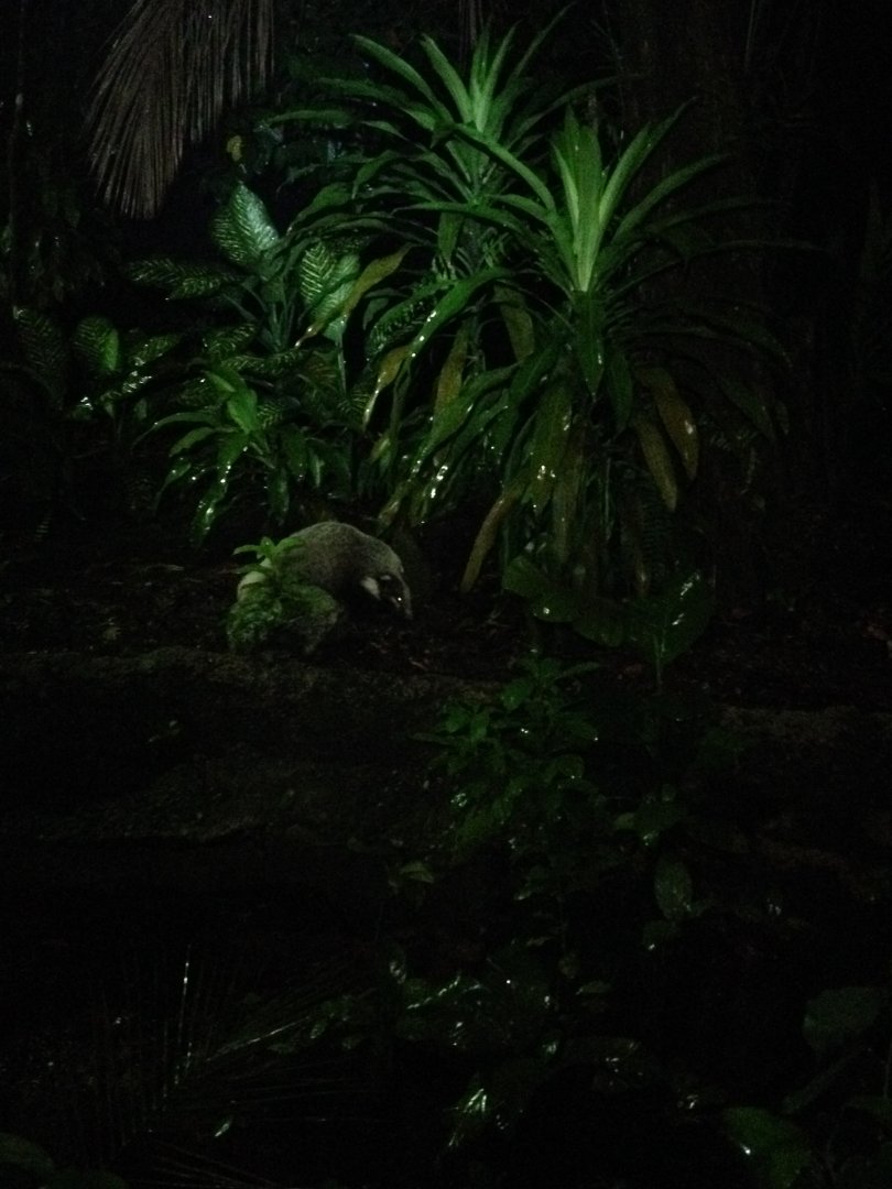 Hog Badger (Arctonyx collaris)