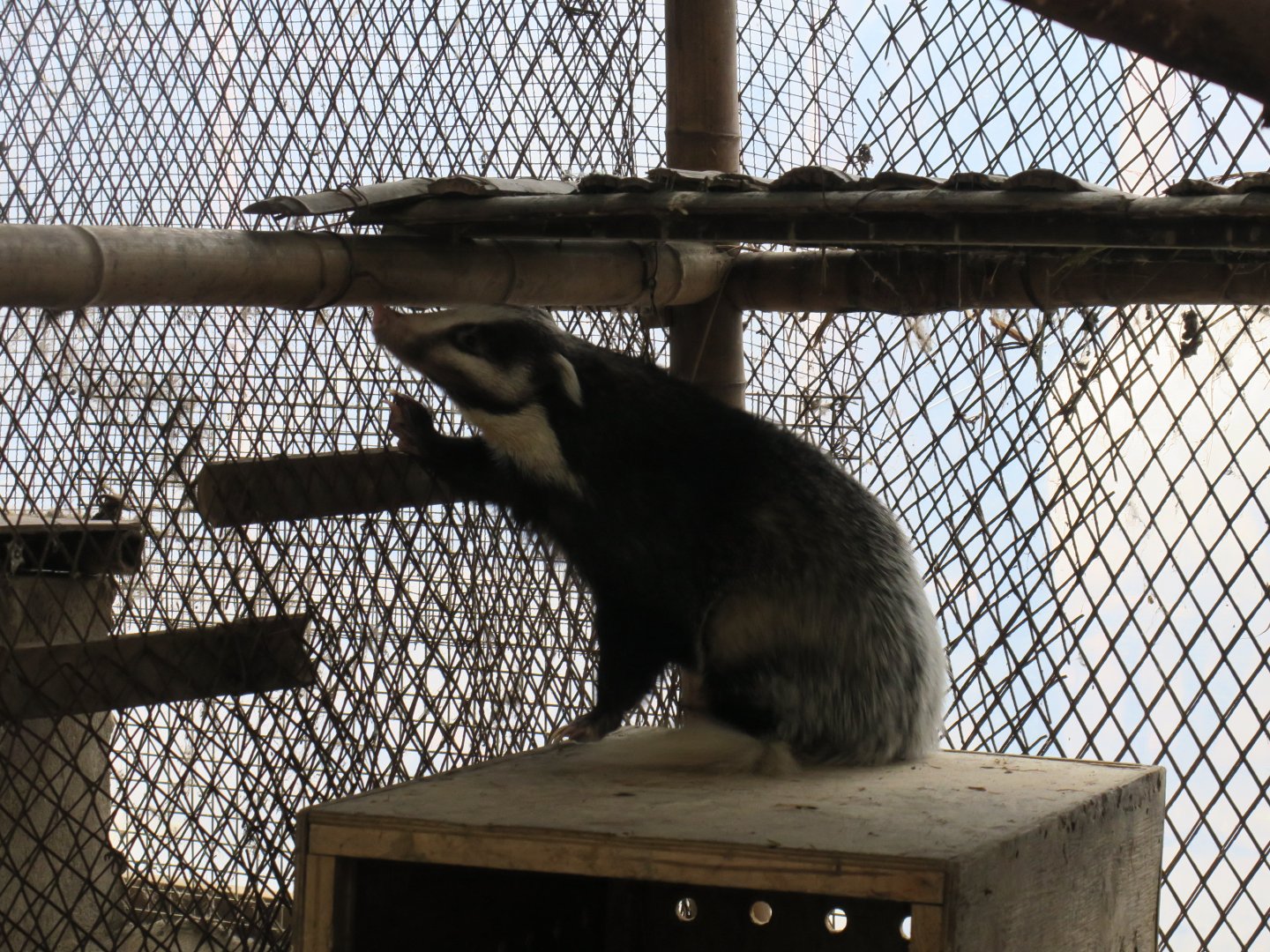 hog badger (Arctonyx collaris)