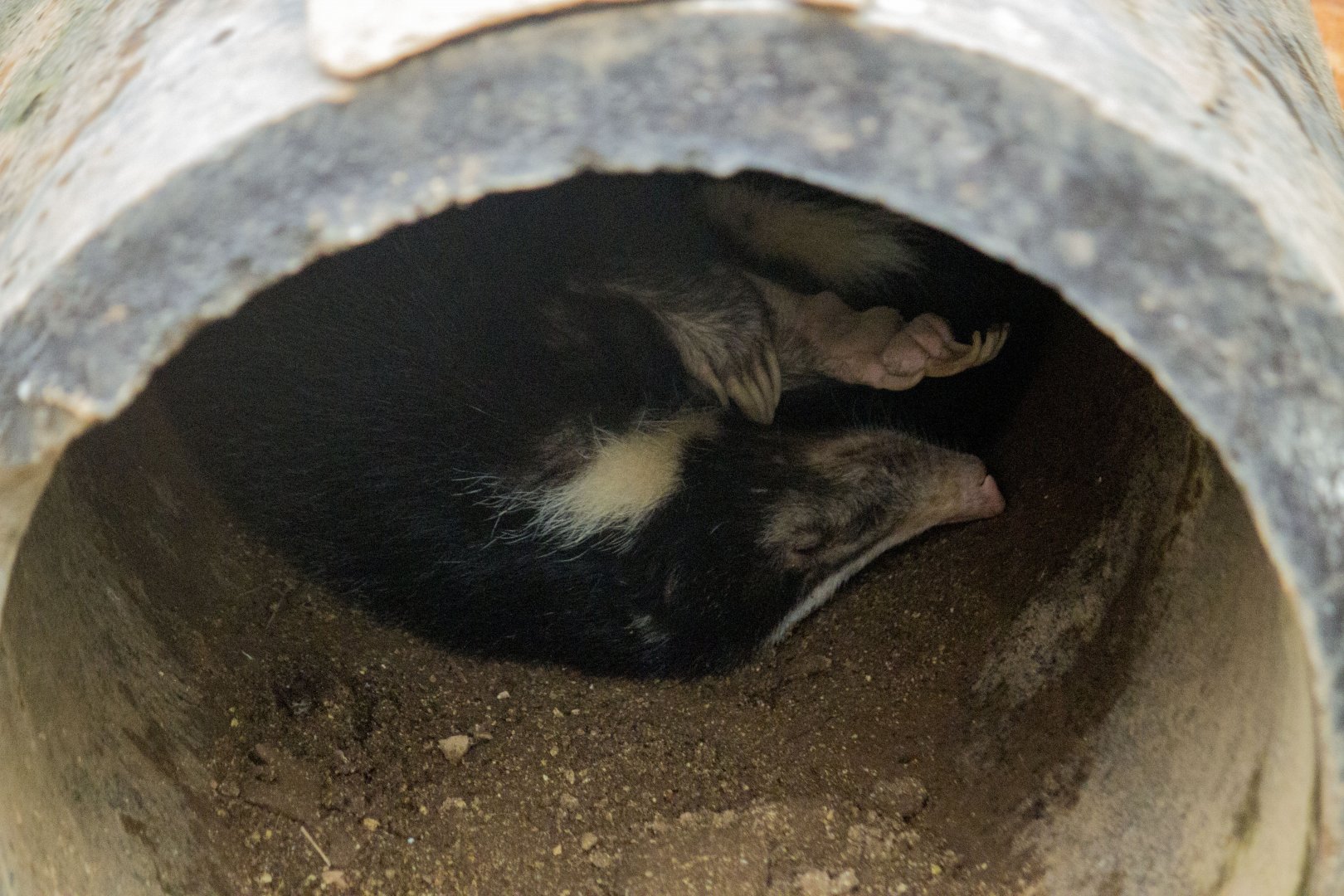 Hog badger, Arctonyx collaris