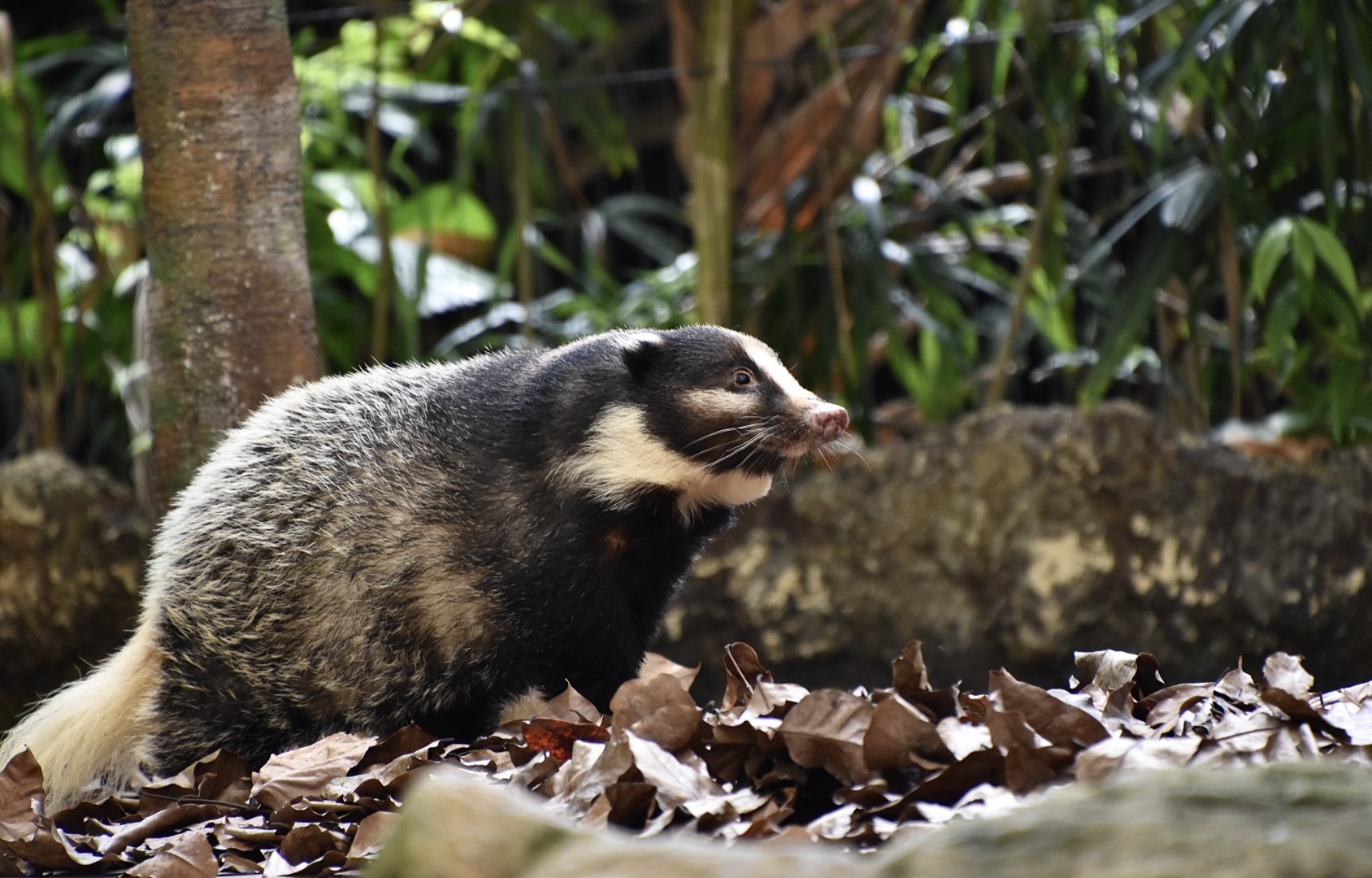 Hog Badger (Arctonyx collaris)