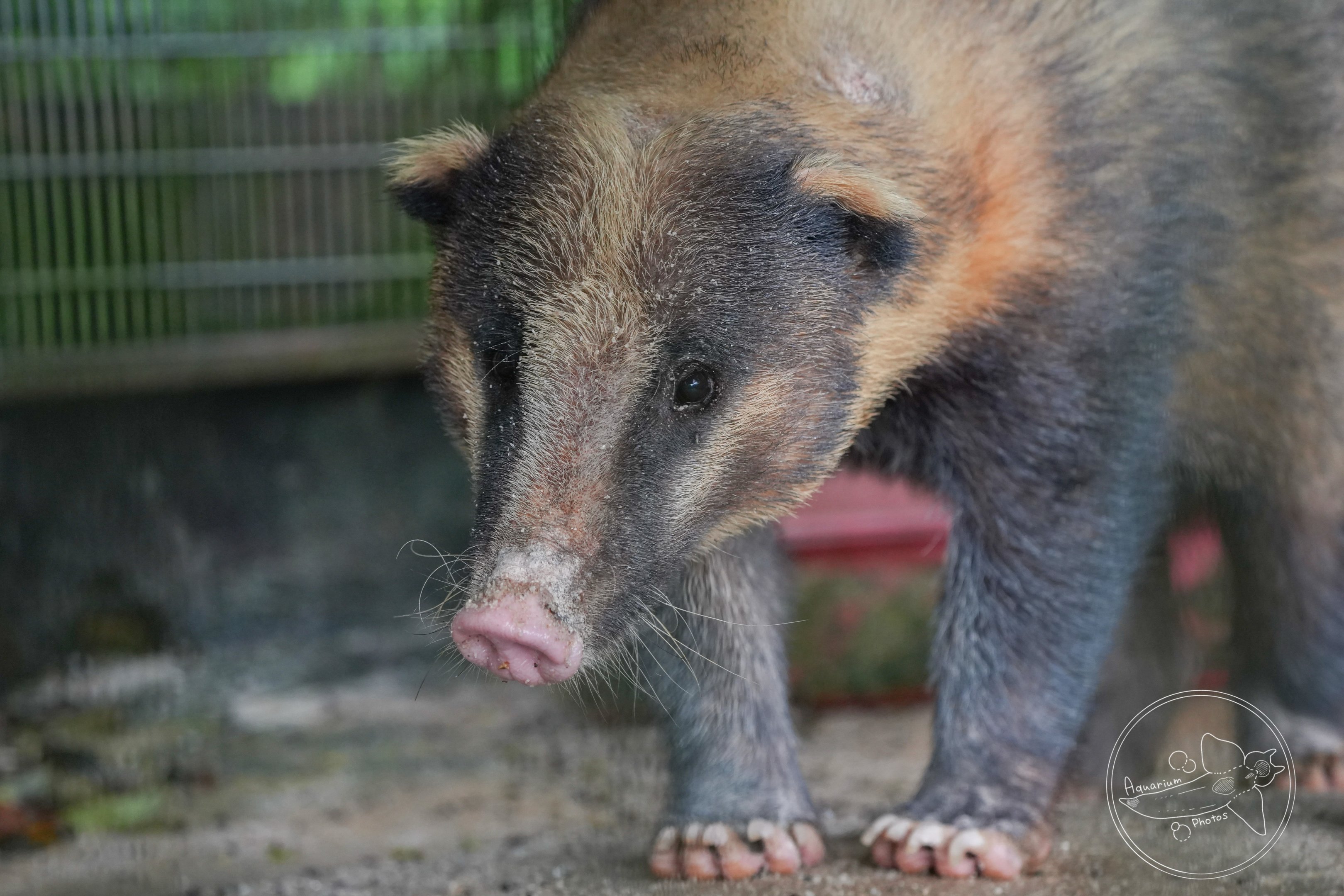 Hog Badger (Arctonyx sp.)