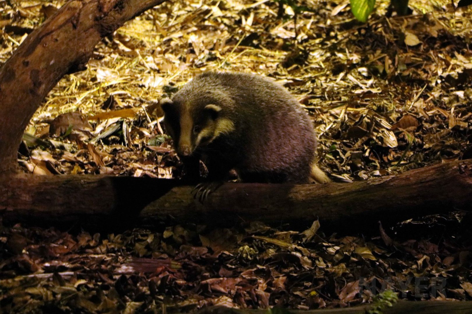 Hog badger, July 2016