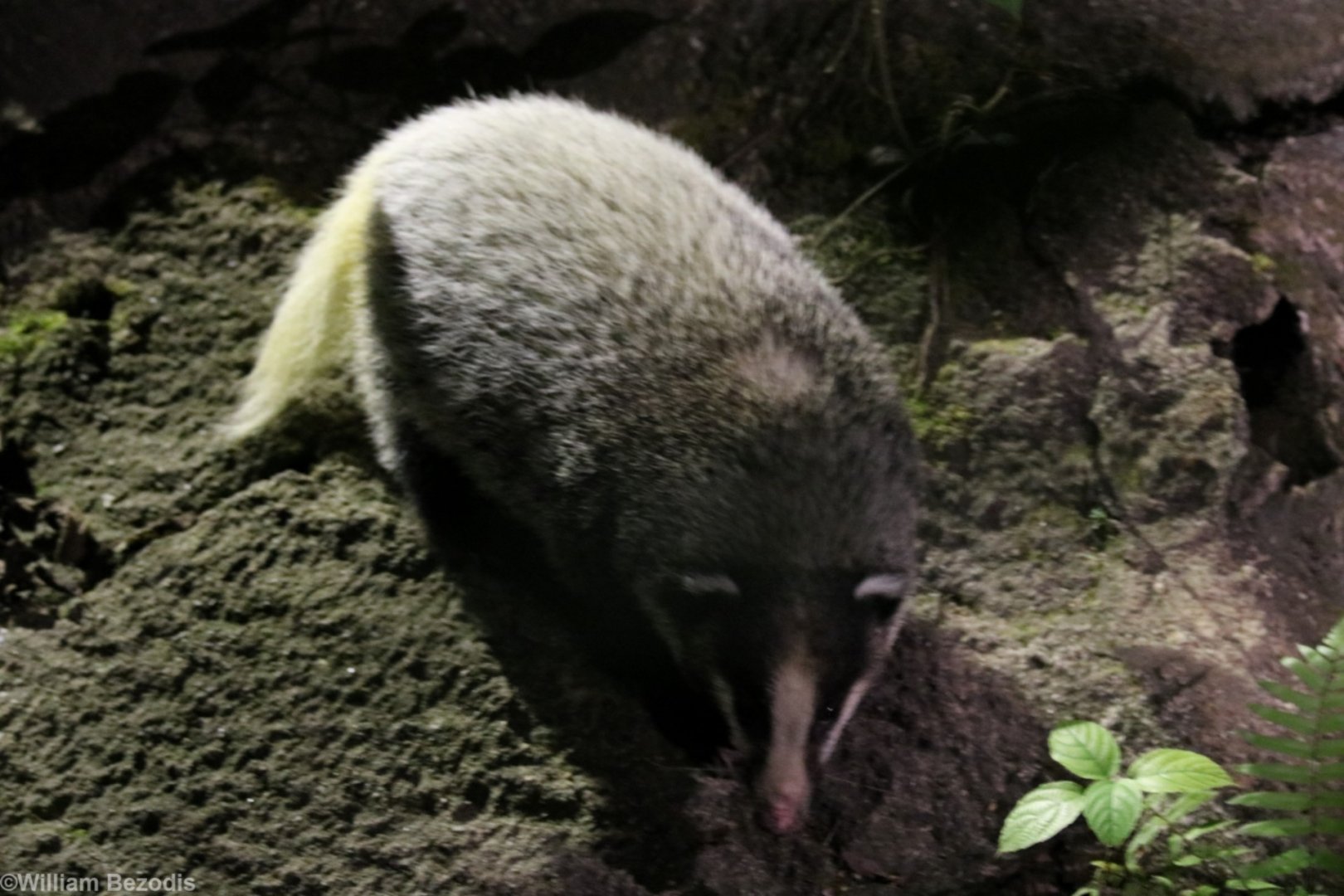 Hog Badger