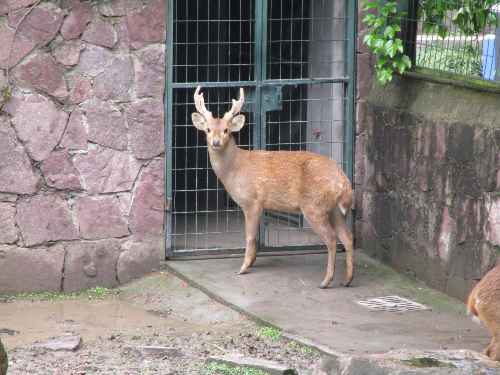 Hog Deer - 16/04/2016