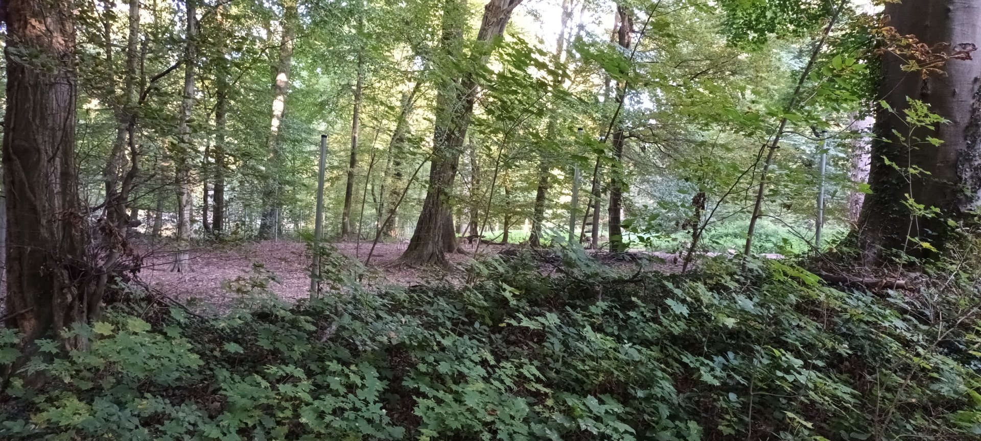 Hog Deer and Blackbuck Enclosure