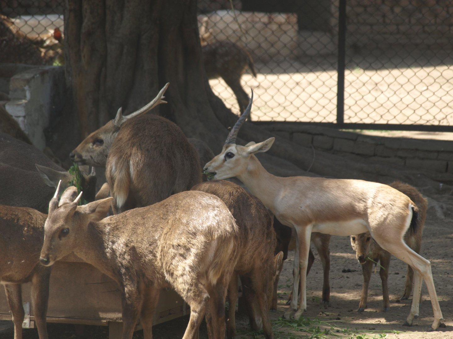 Hog deer and chinkara feeding - Lahore zoo 8/4/2017
