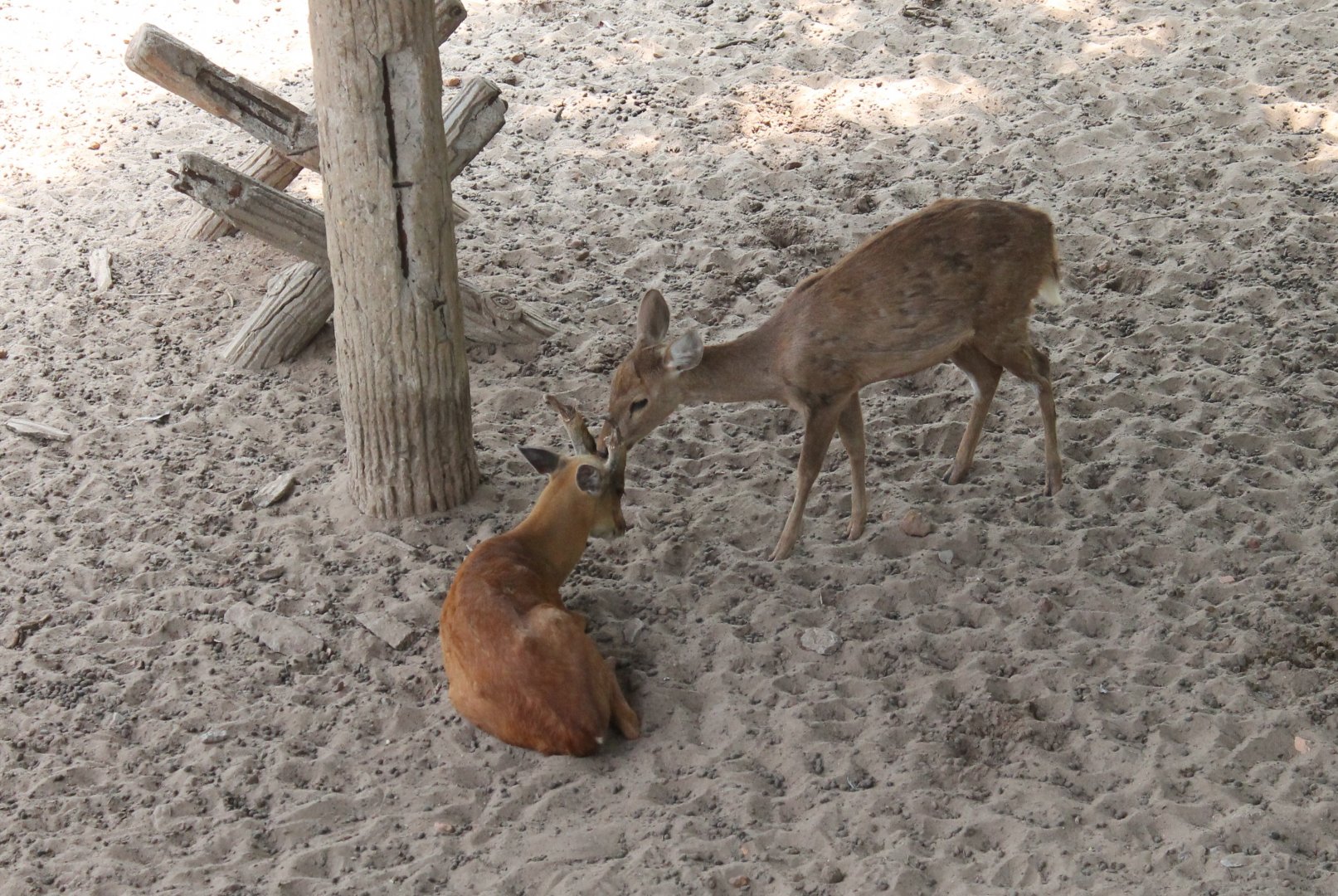Hog Deer and Common Muntjac interaction