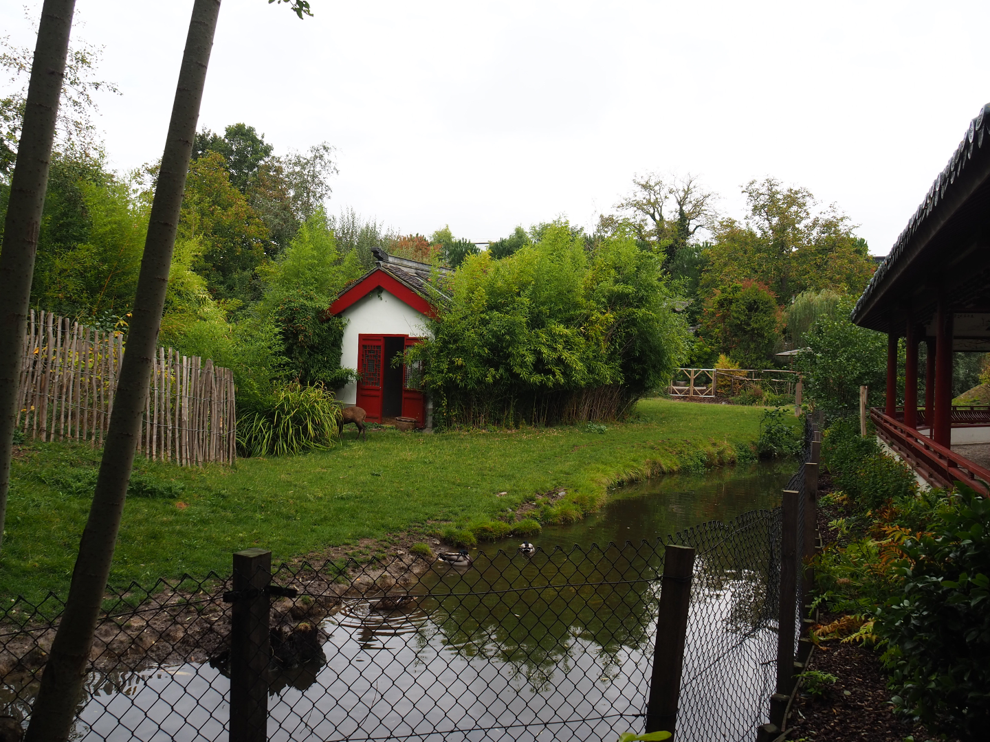 Hog deer and White-naped crane exhibit, 2019-10-05