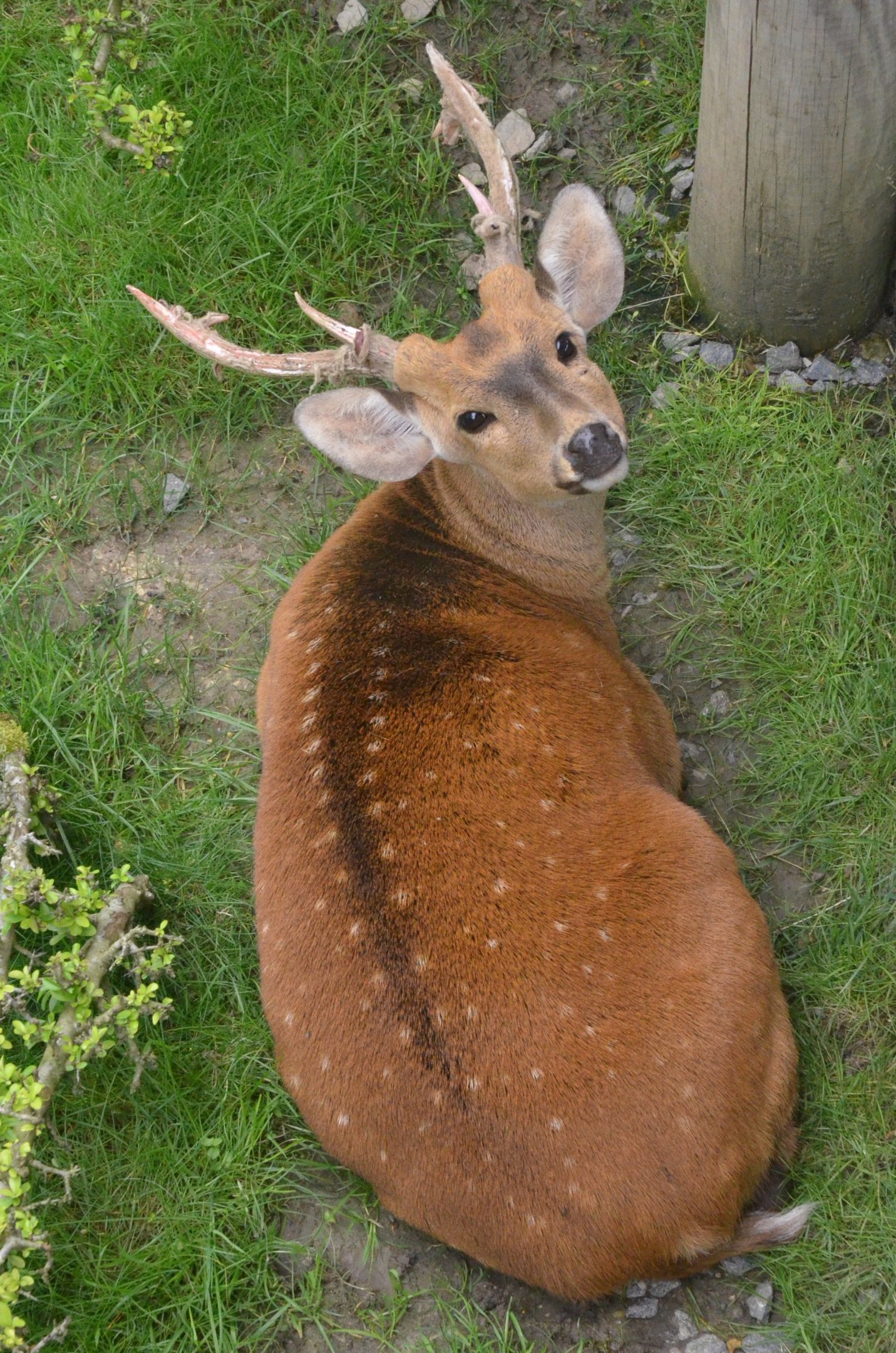 Hog Deer at Beauval, 12/06/18