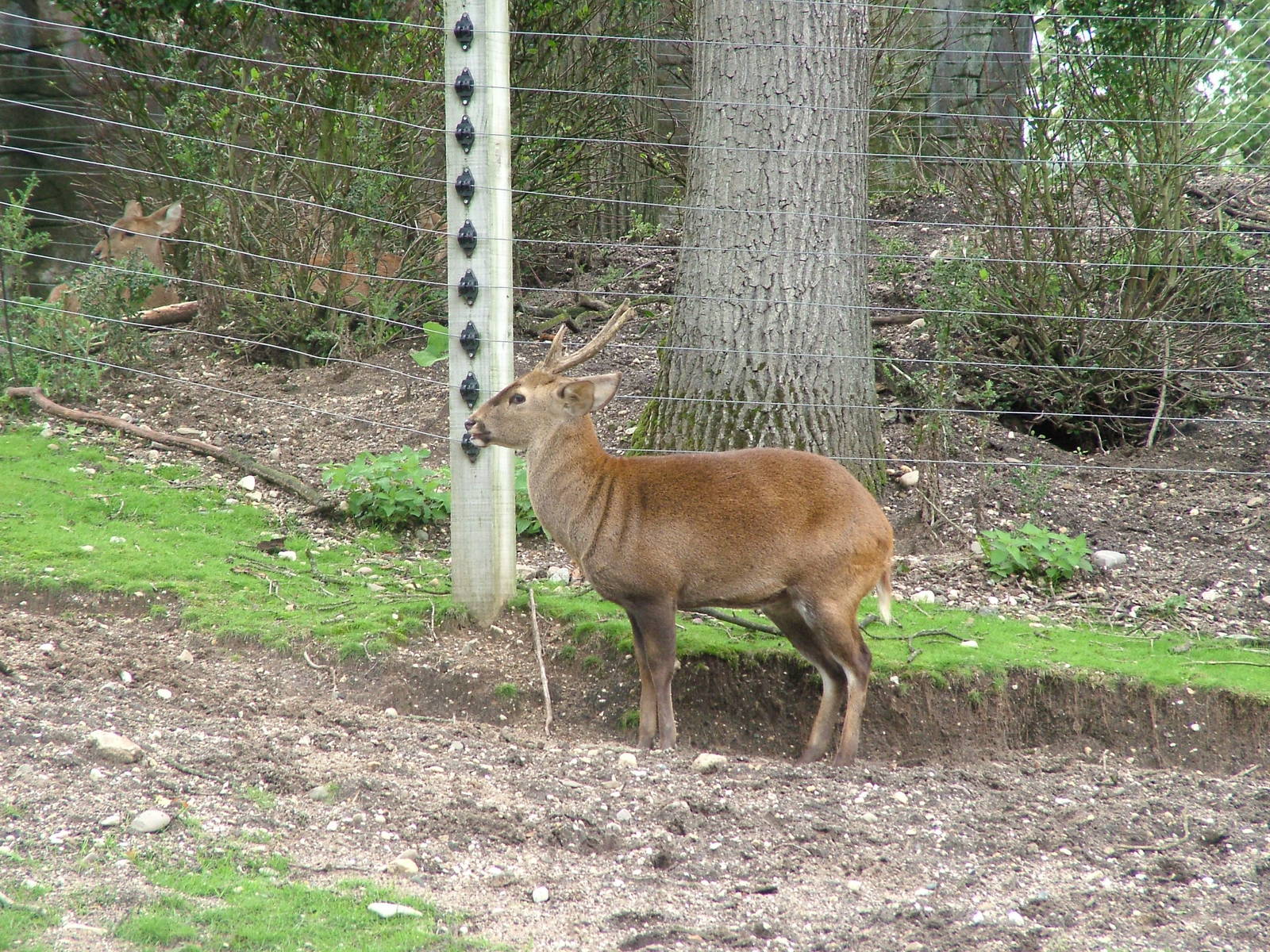 Hog Deer at Burgers Zoo Arnhem, 29/08/10