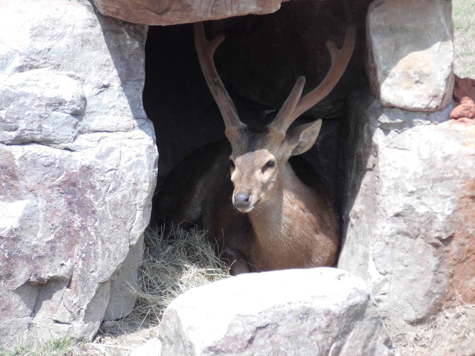 Hog Deer at Shanghai zoo 2014-4-3