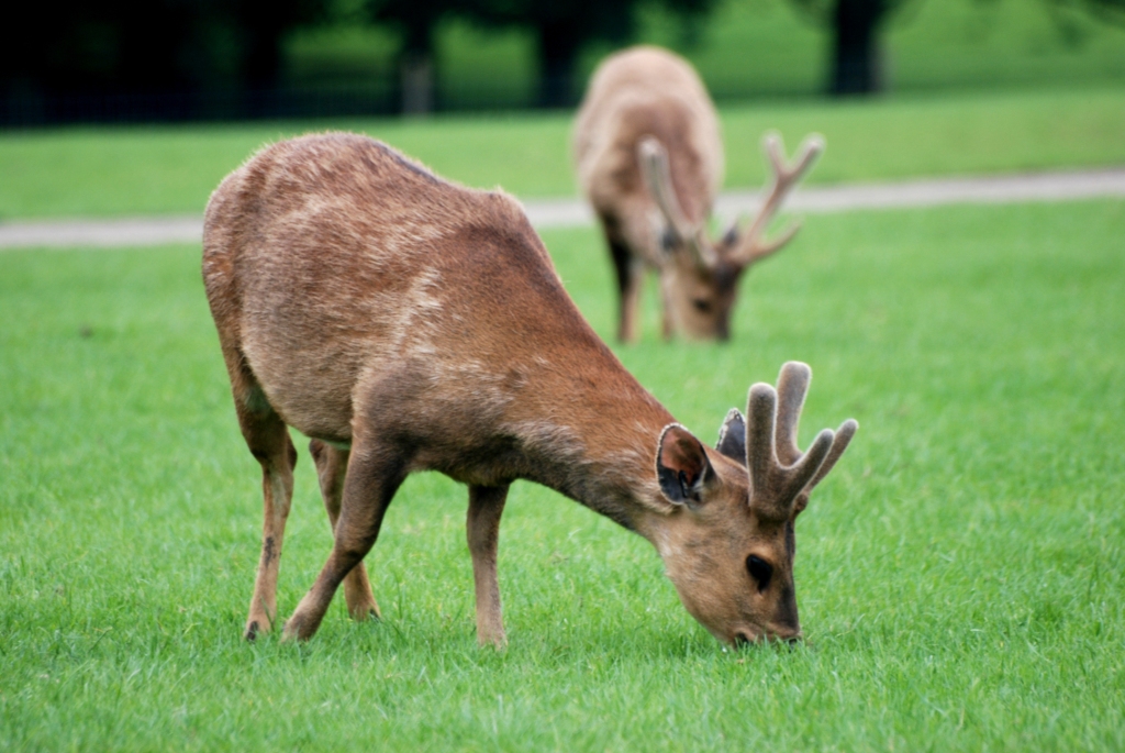 Hog Deer at Whipsnade, 31/05/14