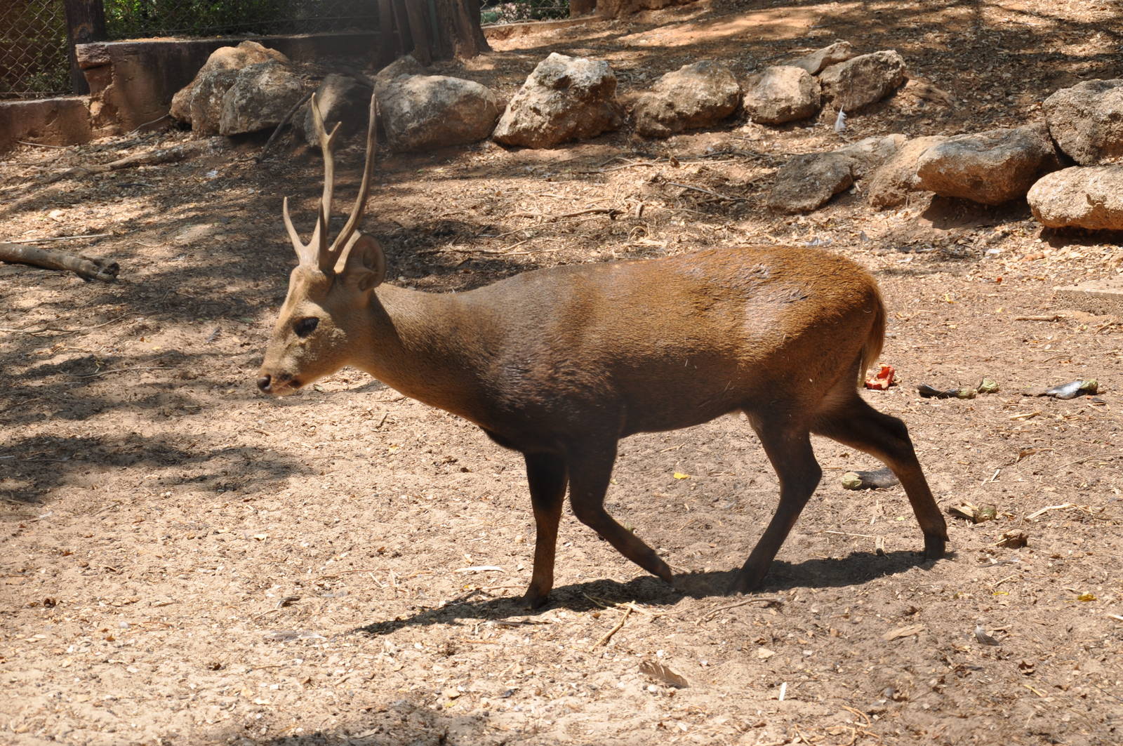 Hog deer/ Axis porcinus
