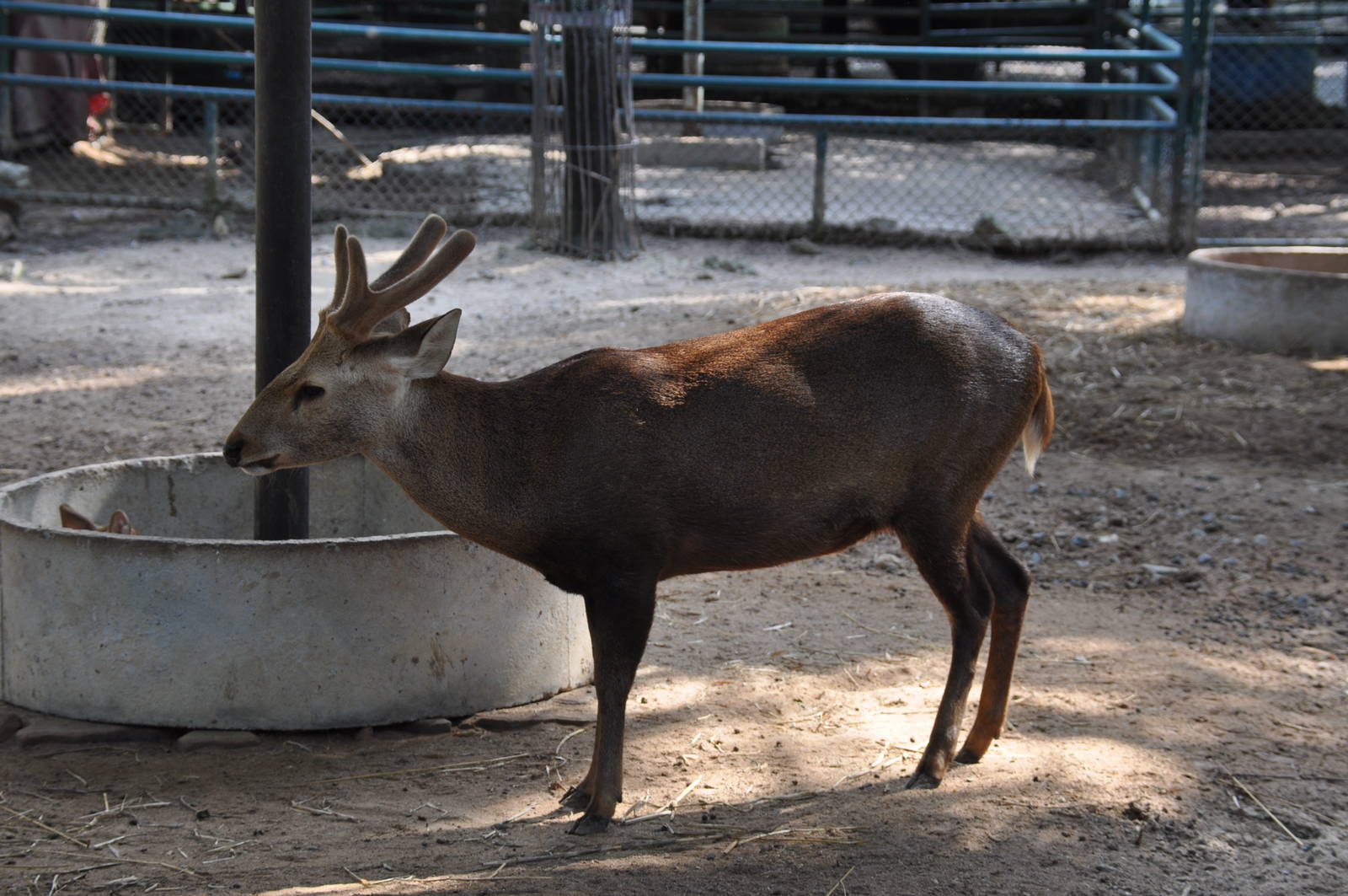 Hog deer/ Axis porcinus