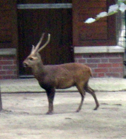 Hog Deer (Axis porcinus)