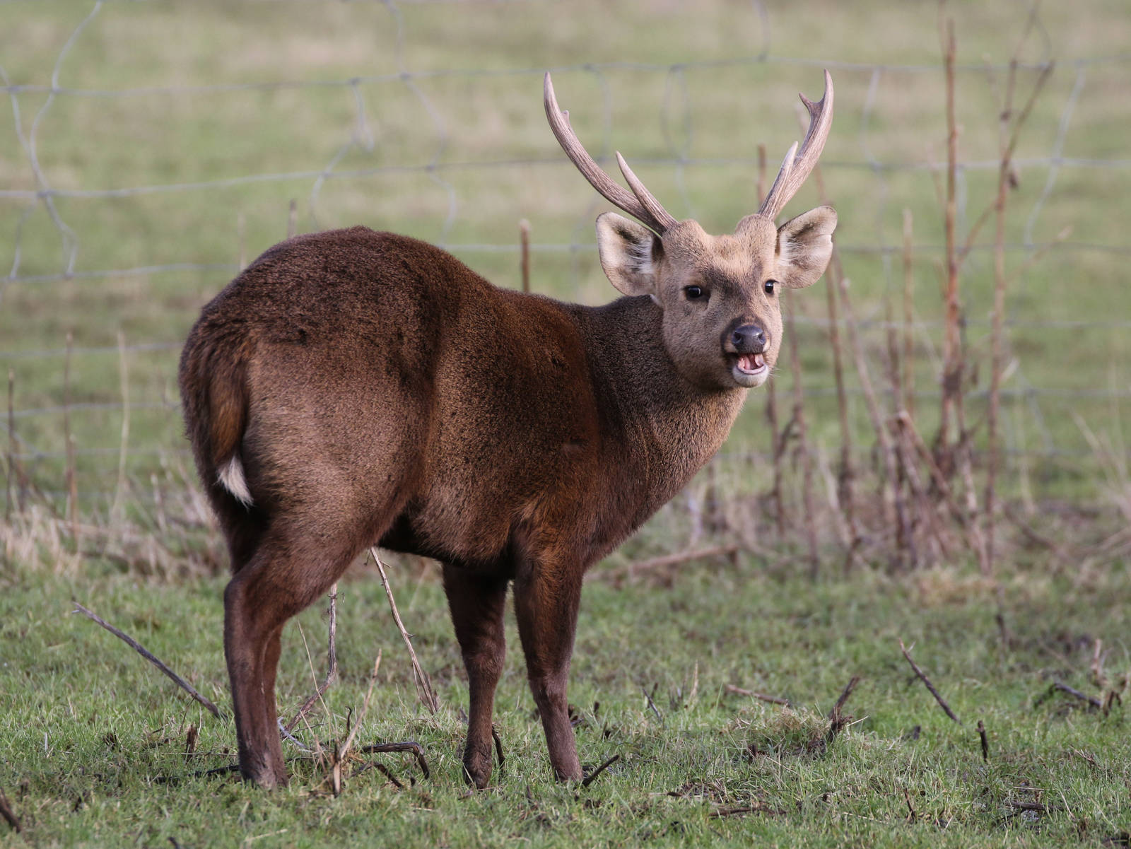 Hog Deer (Axis porcinus)