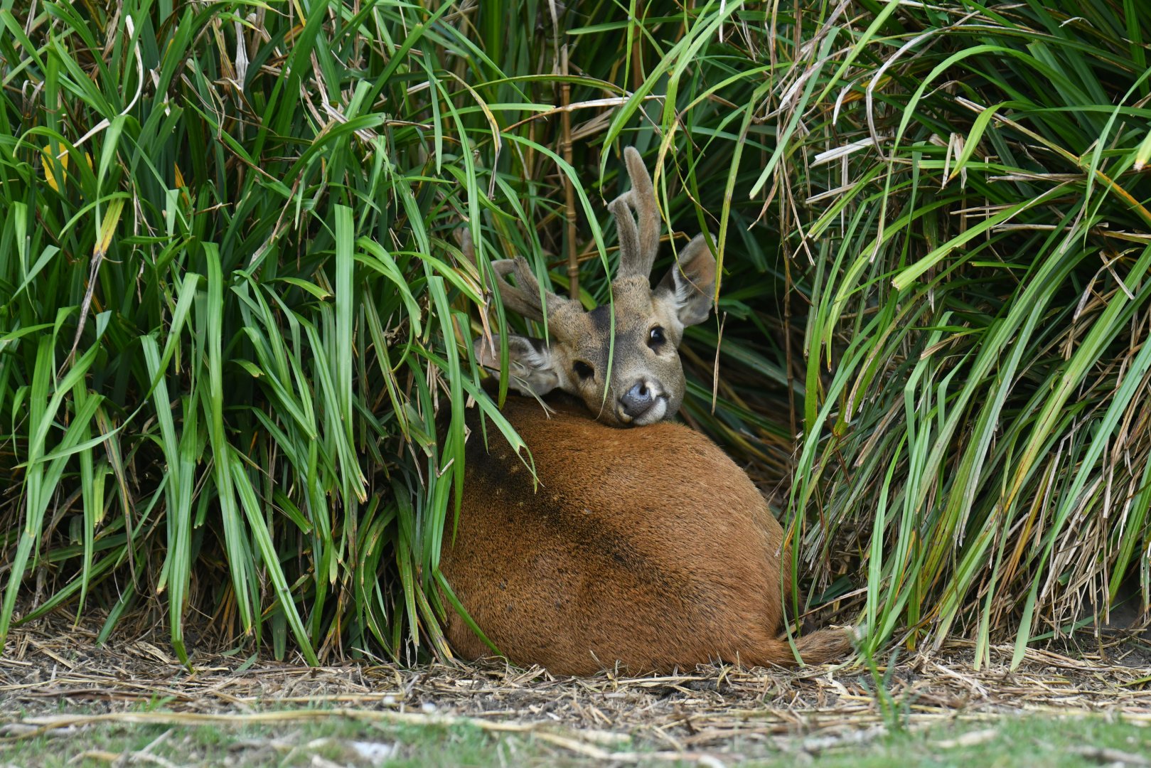 Hog deer (Axis porcinus)