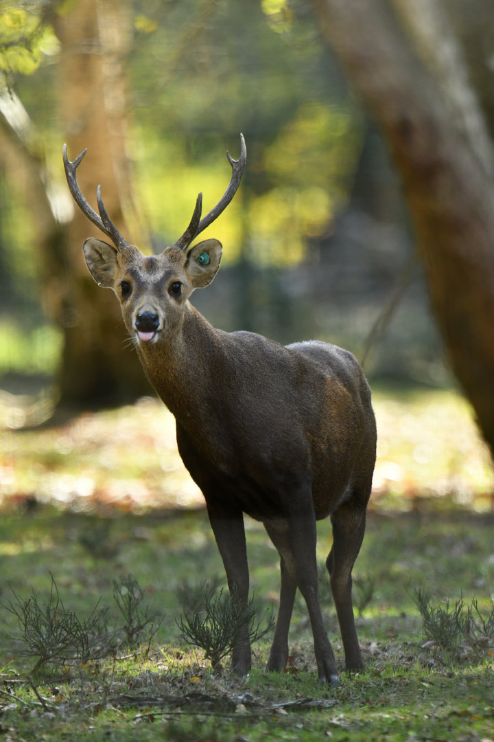 Hog deer (Axis porcinus)