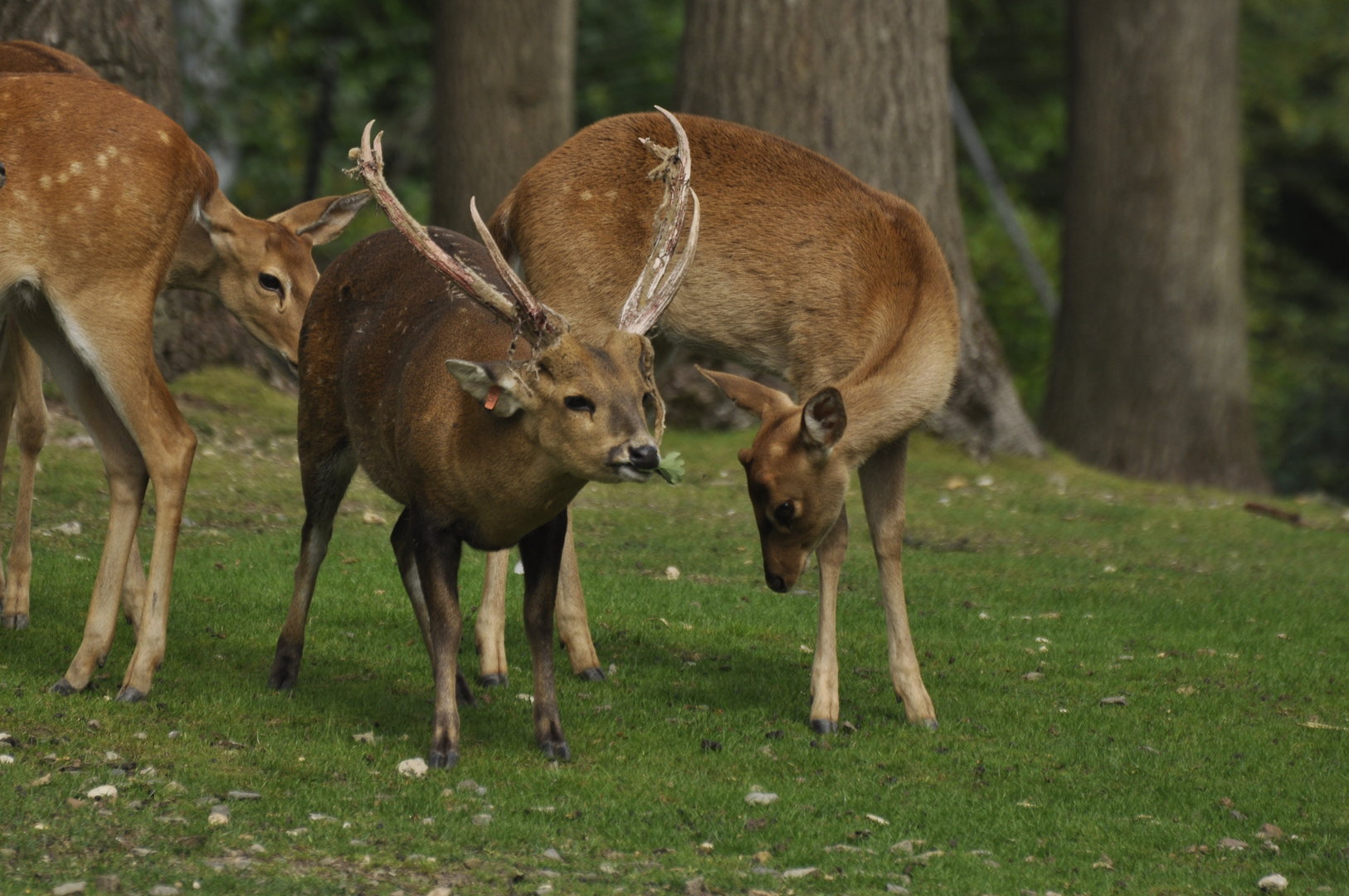 Hog deer Axis porcinus