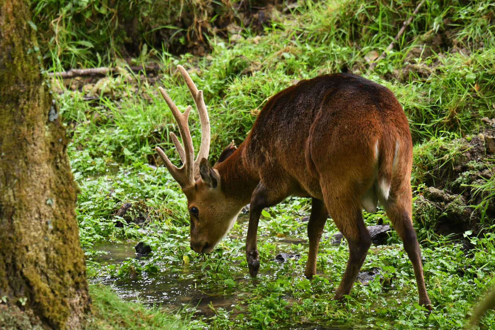 Hog deer (Axis porcinus)