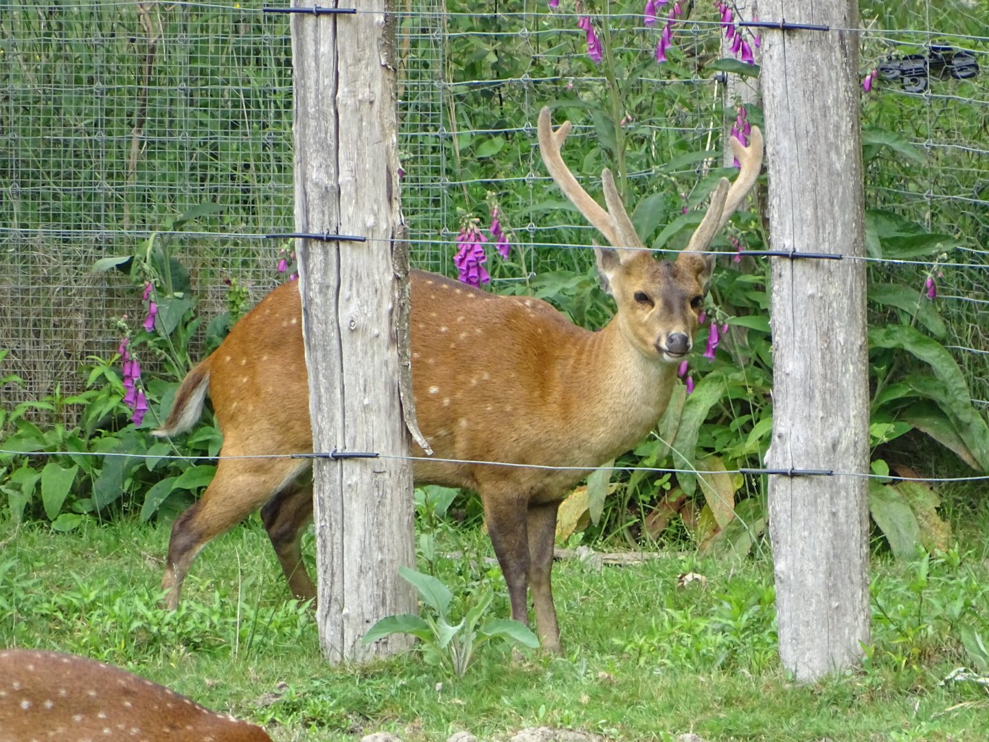 Hog deer (Axis porcinus)
