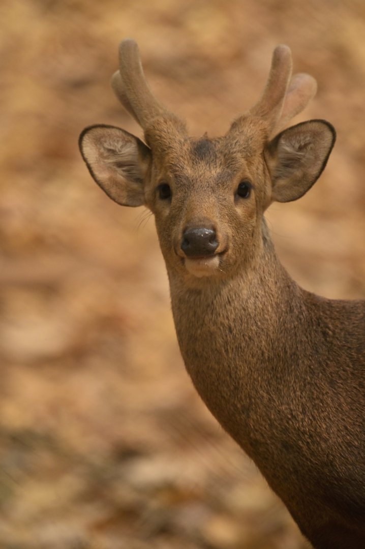 Hog deer Axis porcinus