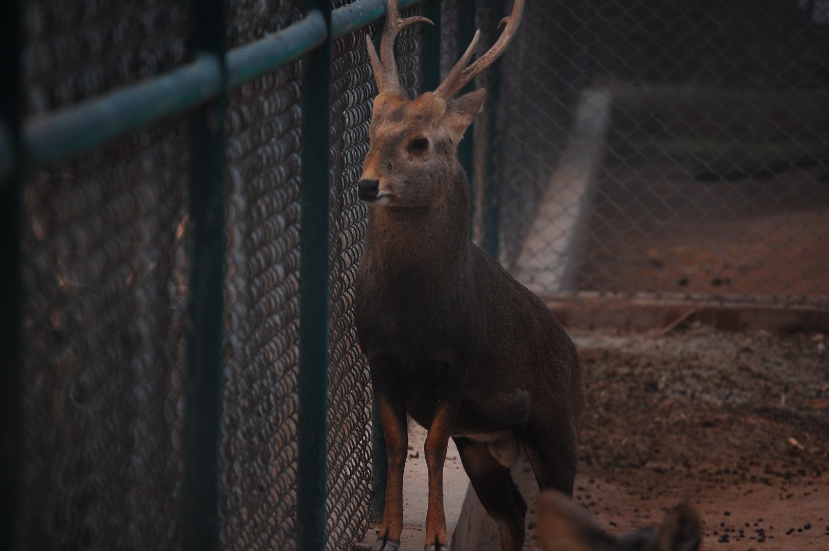 Hog deer buck - Peshawar zoo 12/14/2019