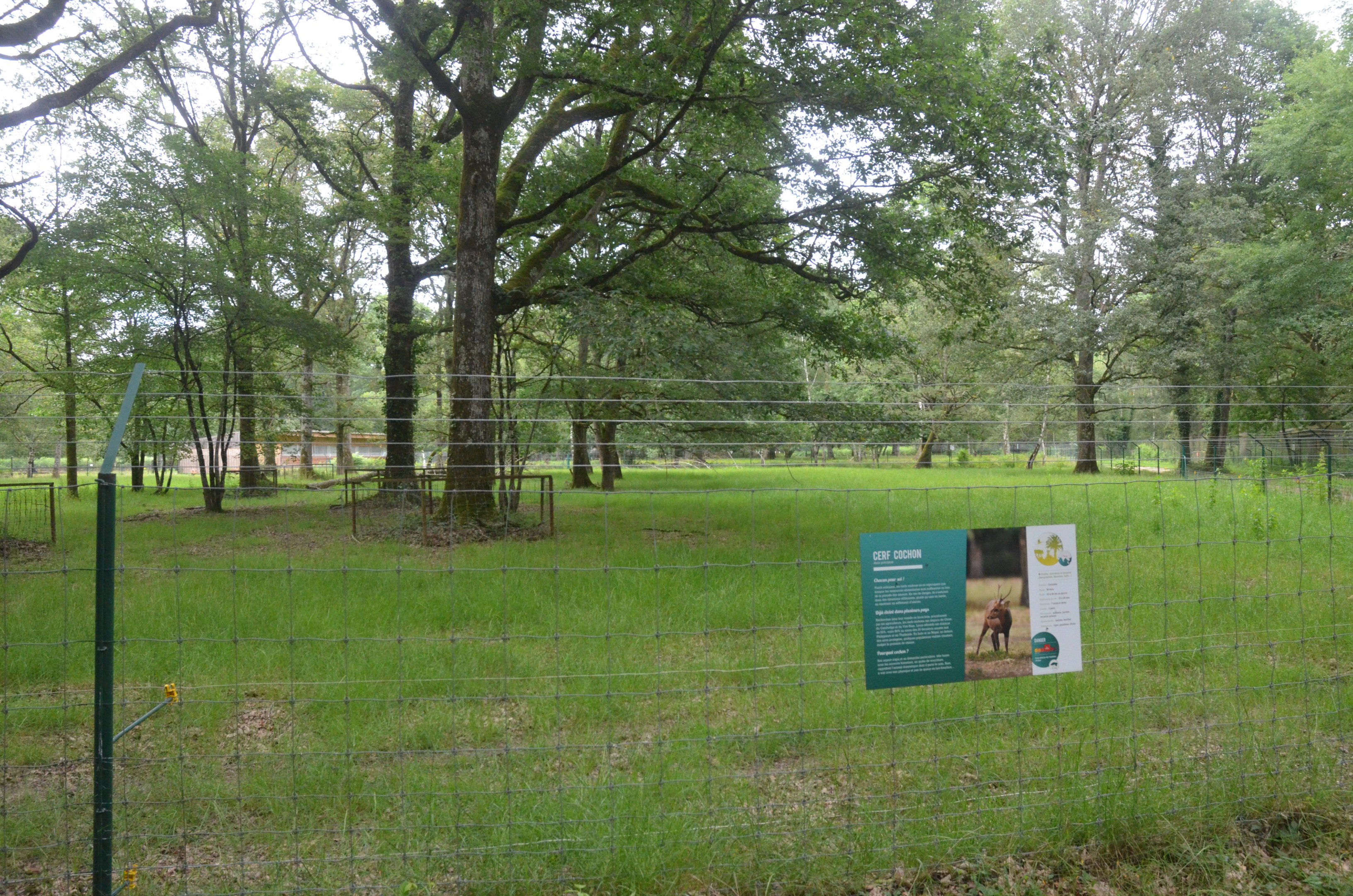 Hog Deer Enclosure at Haute-Touche, 14/06/18