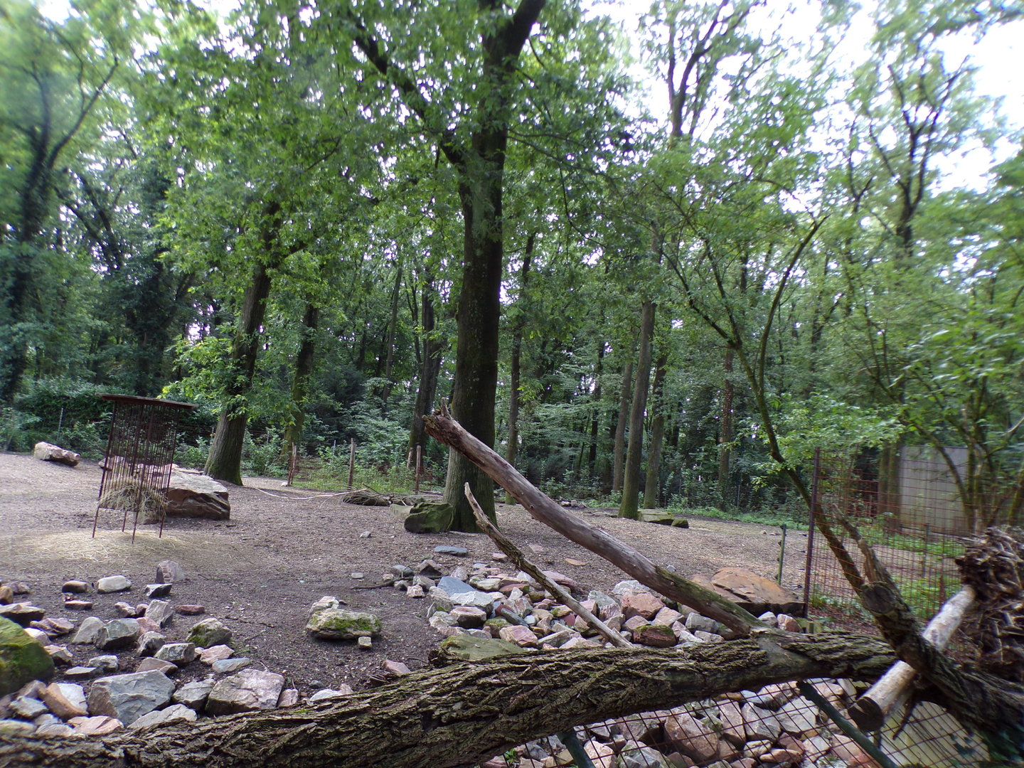 Hog deer enclosure (Formerly Reindeer) 6.7.23
