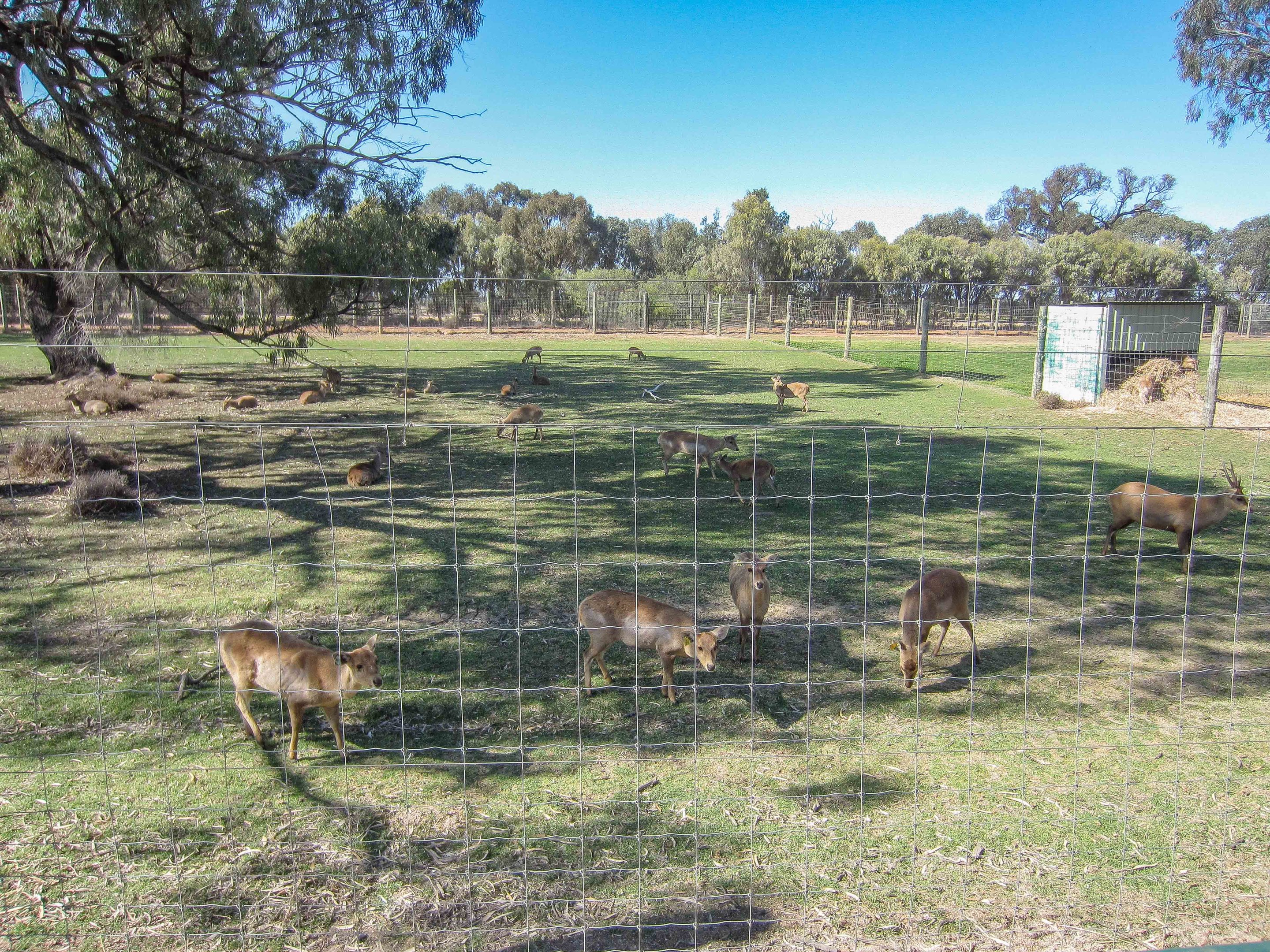 Hog Deer enclosure