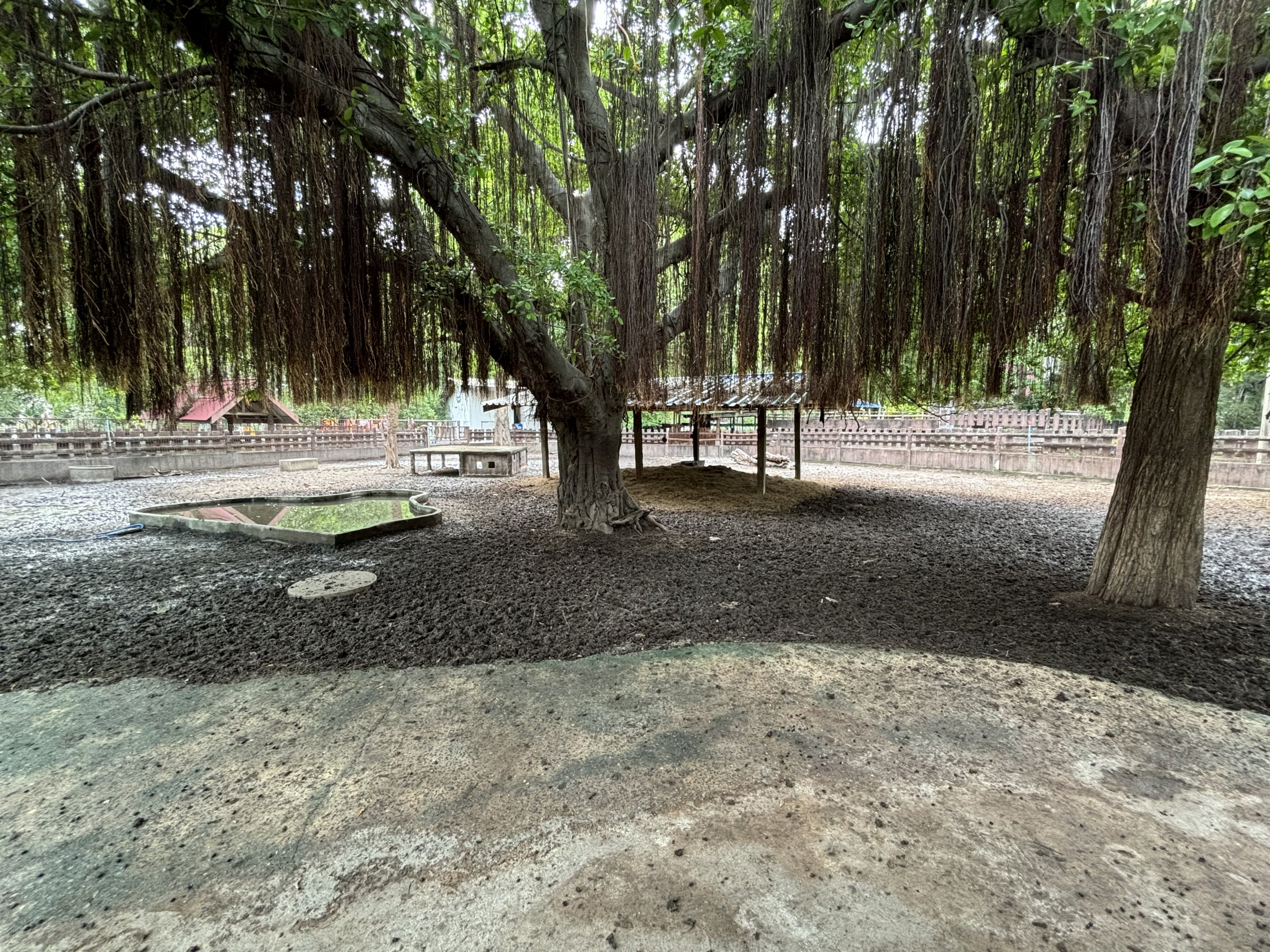 Hog Deer Exhibit - Lopburi Zoo
