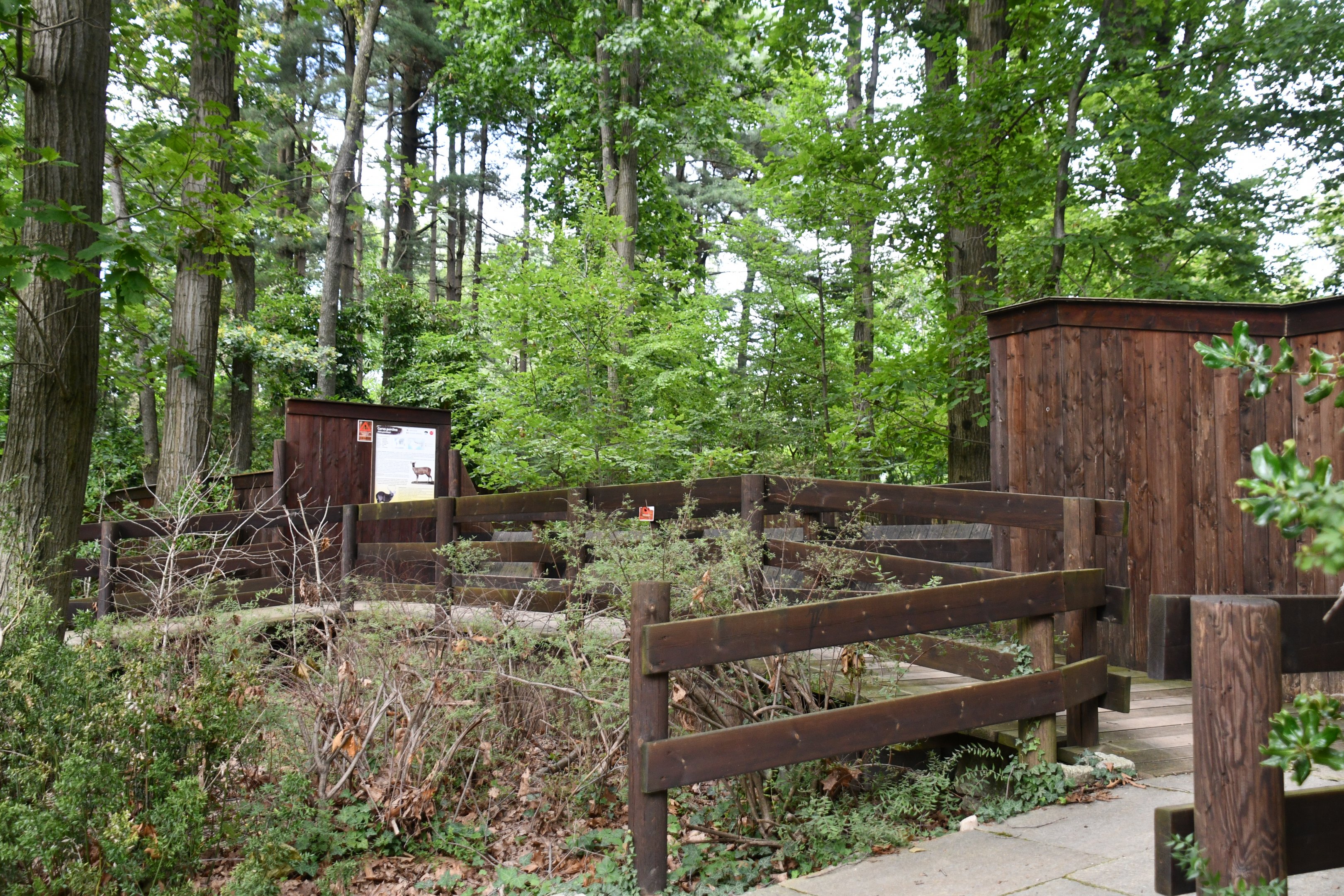 Hog Deer exhibit viewing area