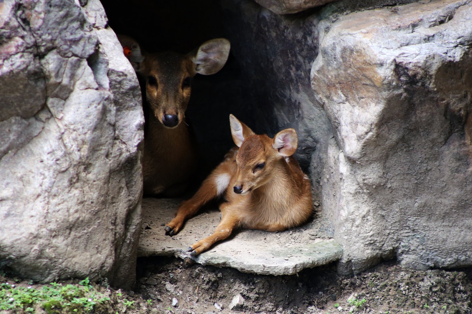 Hog Deer Fawn with Mom