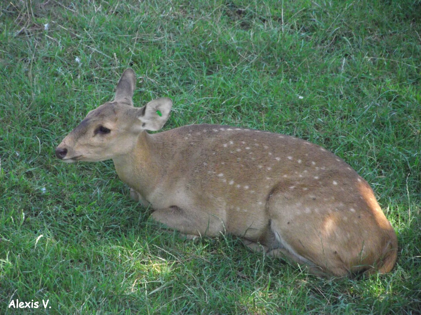 Hog Deer (fawn) - Zooparc de Beauval - 07/2017