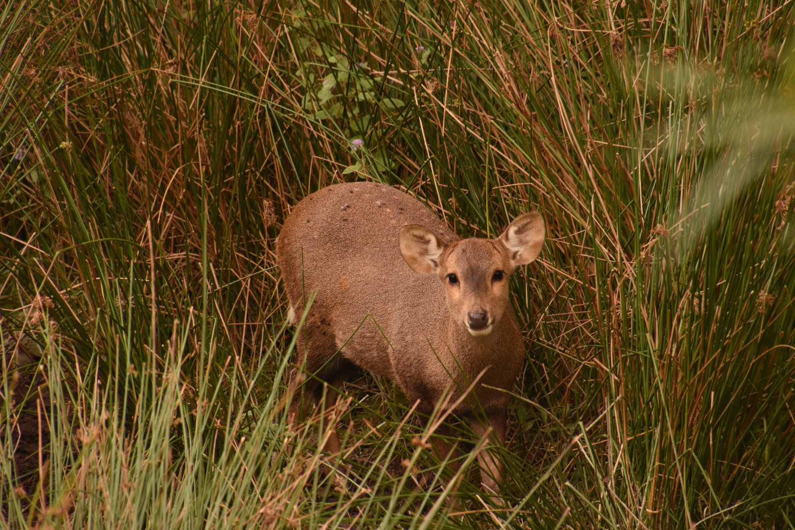 Hog Deer foraging in the tall grass