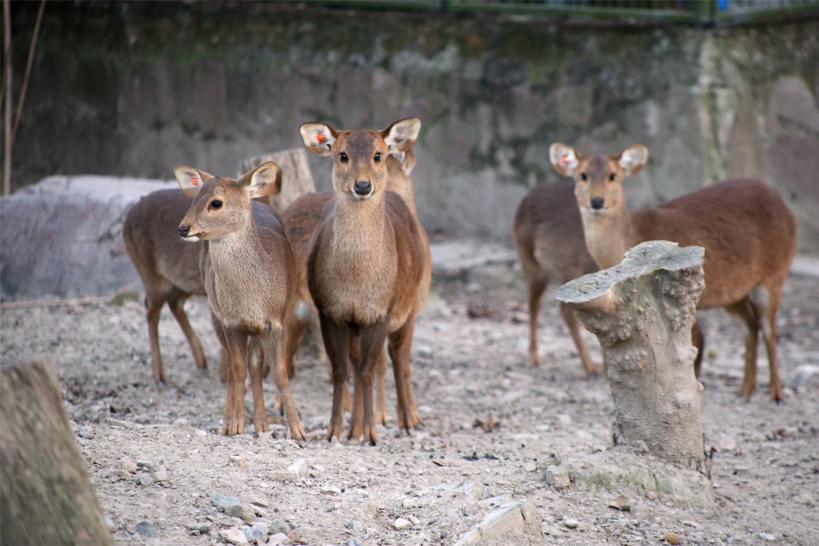 Hog Deer Herd