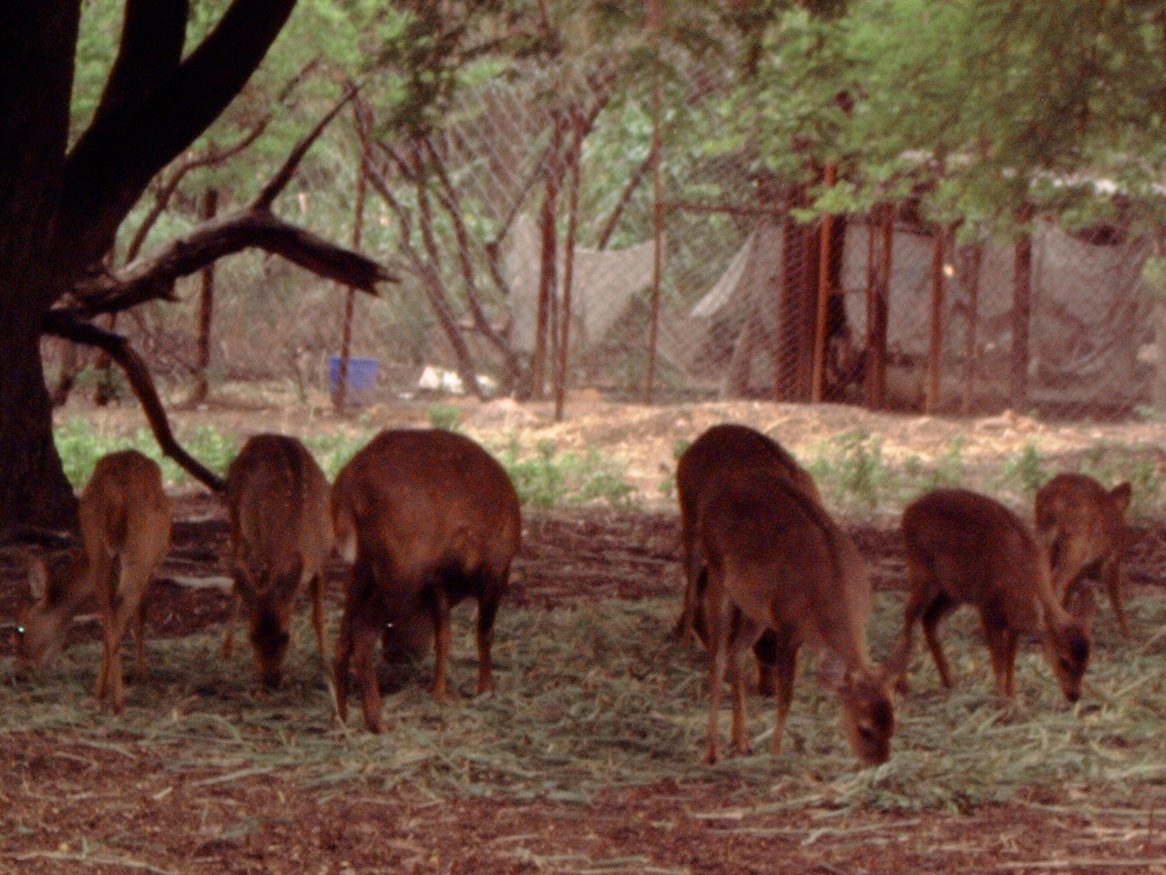 Hog Deer (Hyelaphus porcinus)