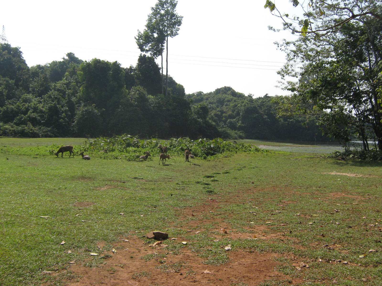 Hog Deer in the safari park area