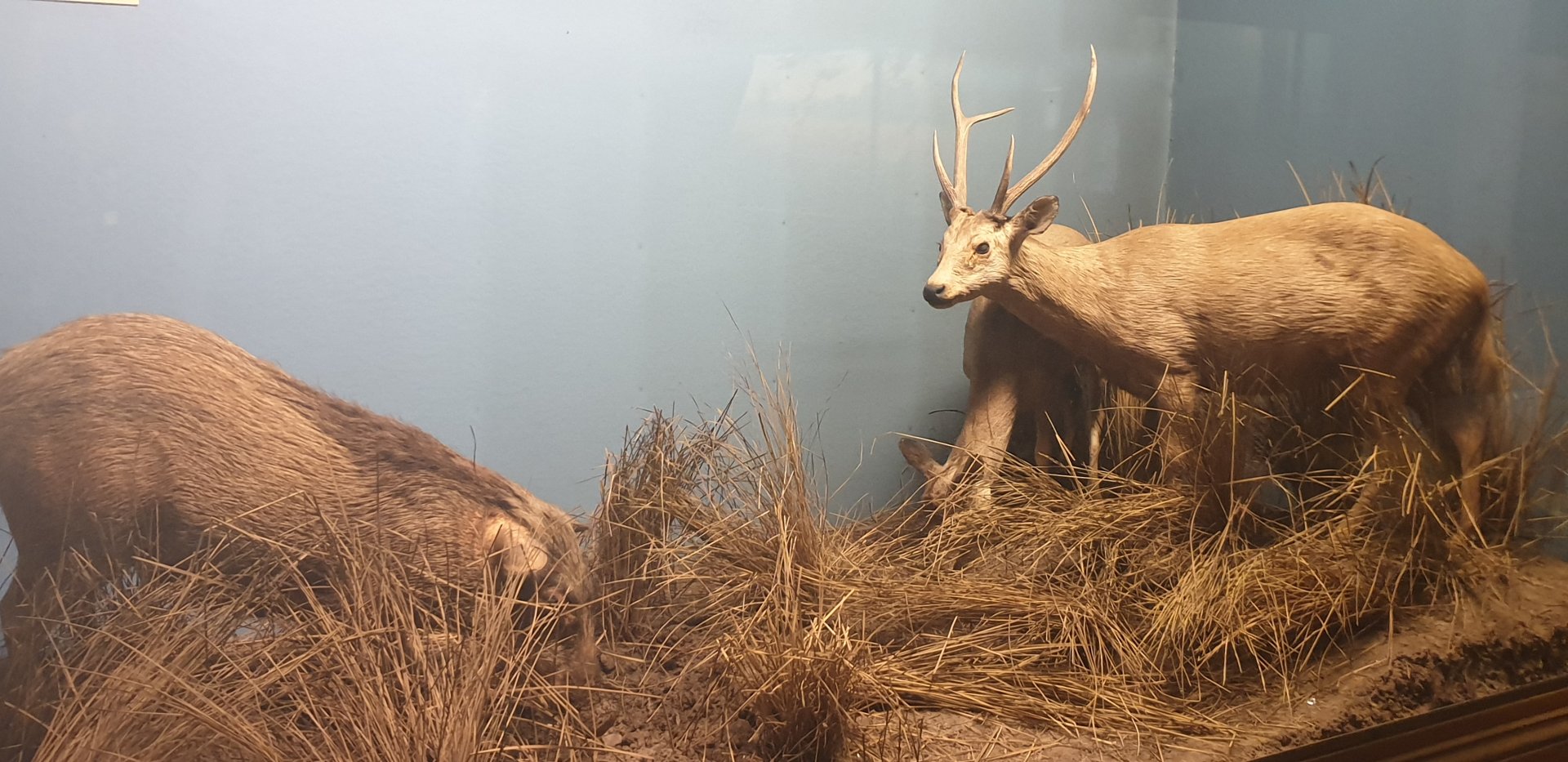 Hog deer & Indian wild boar