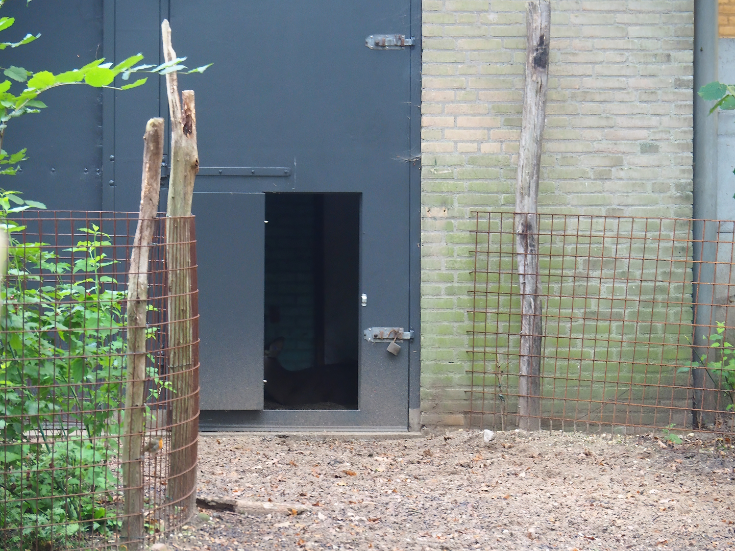Hog deer indoor housing, 2023-10-07